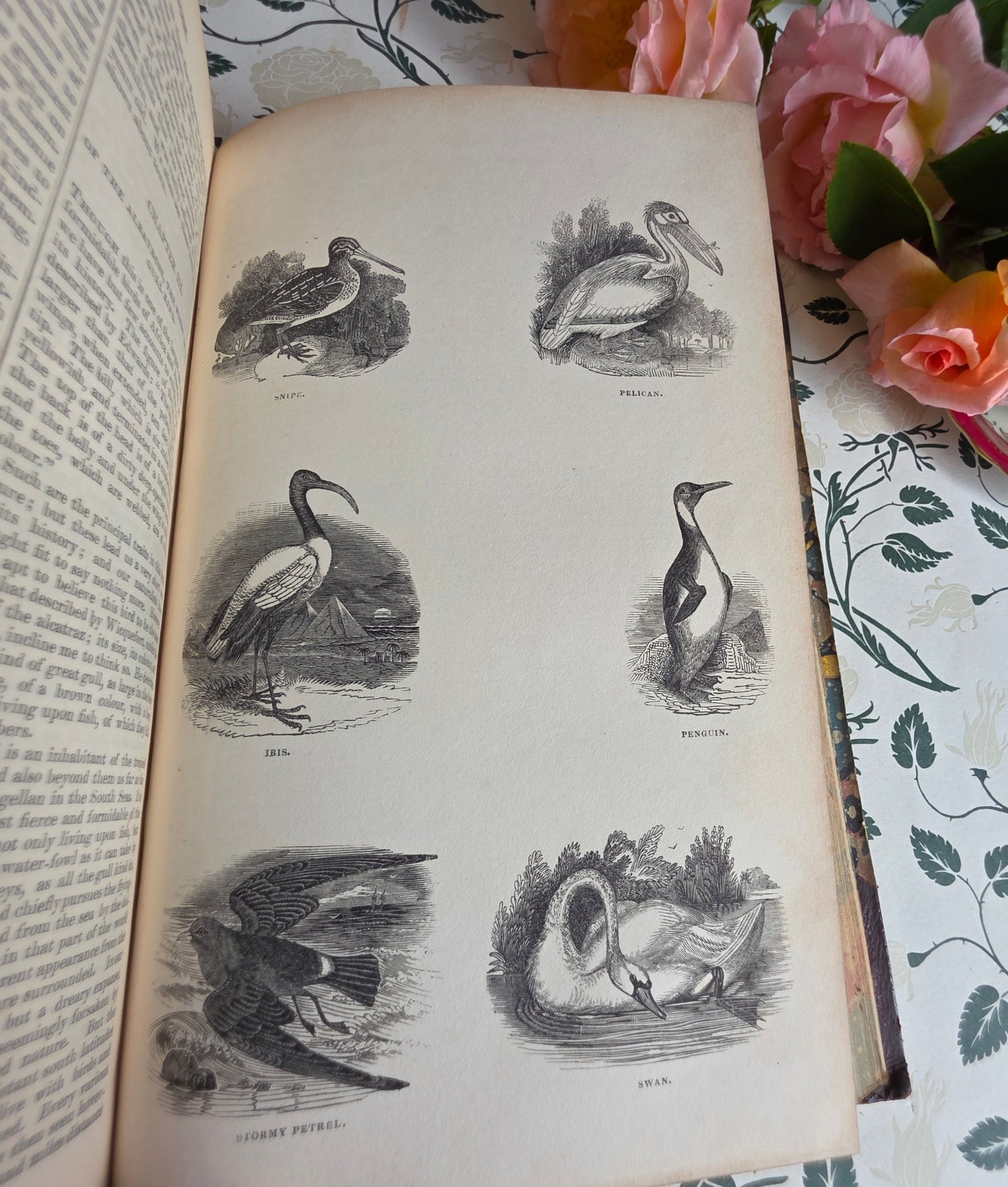 1840 A History of the Earth and Animated Nature by Oliver Goldsmith - Richly Illustrated Antique Book