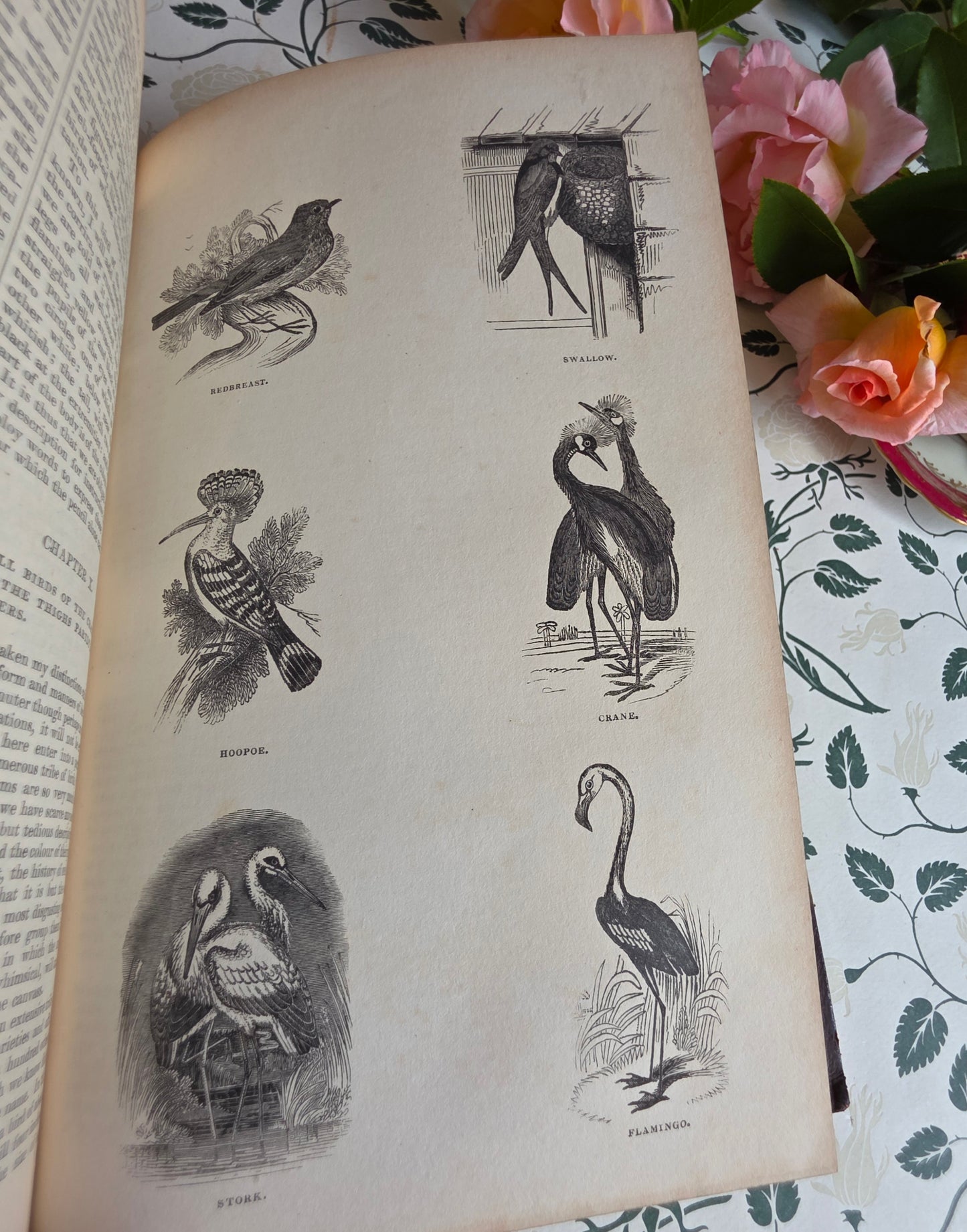 1840 A History of the Earth and Animated Nature by Oliver Goldsmith - Richly Illustrated Antique Book
