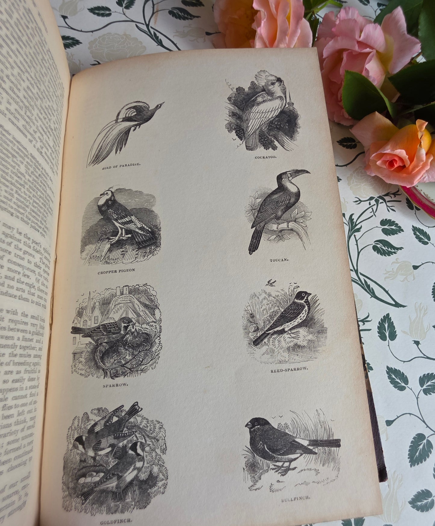 1840 A History of the Earth and Animated Nature by Oliver Goldsmith - Richly Illustrated Antique Book