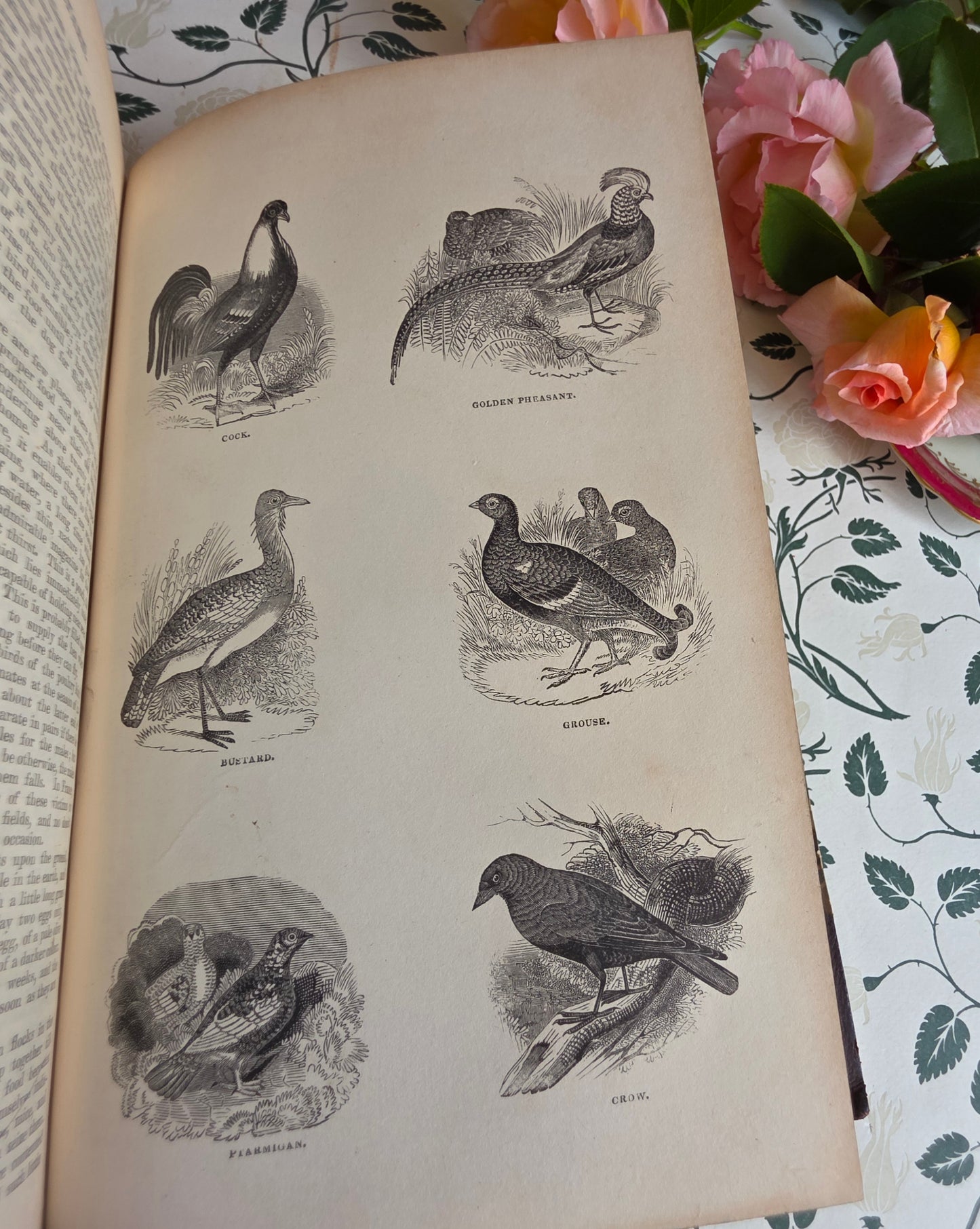 1840 A History of the Earth and Animated Nature by Oliver Goldsmith - Richly Illustrated Antique Book