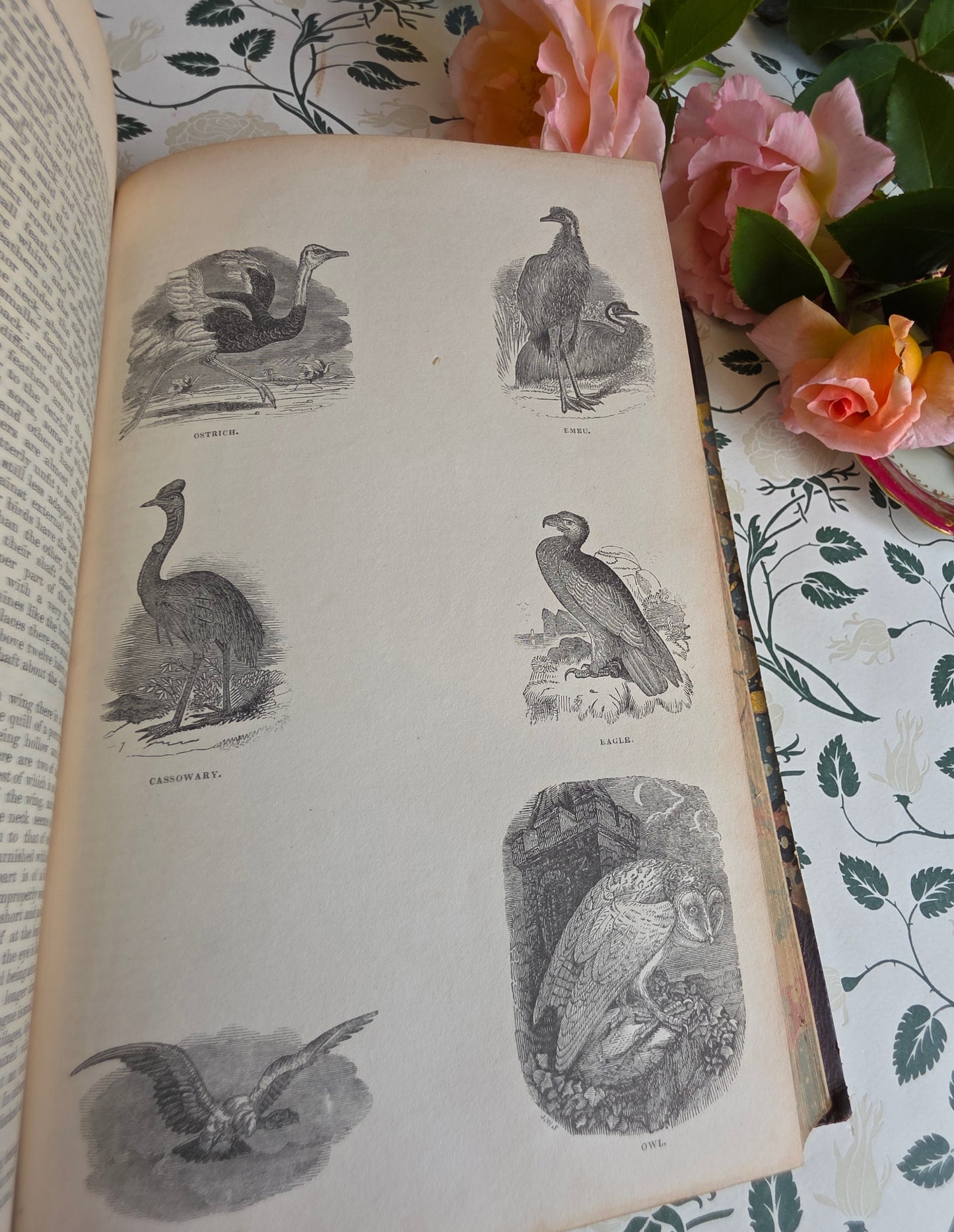 1840 A History of the Earth and Animated Nature by Oliver Goldsmith - Richly Illustrated Antique Book