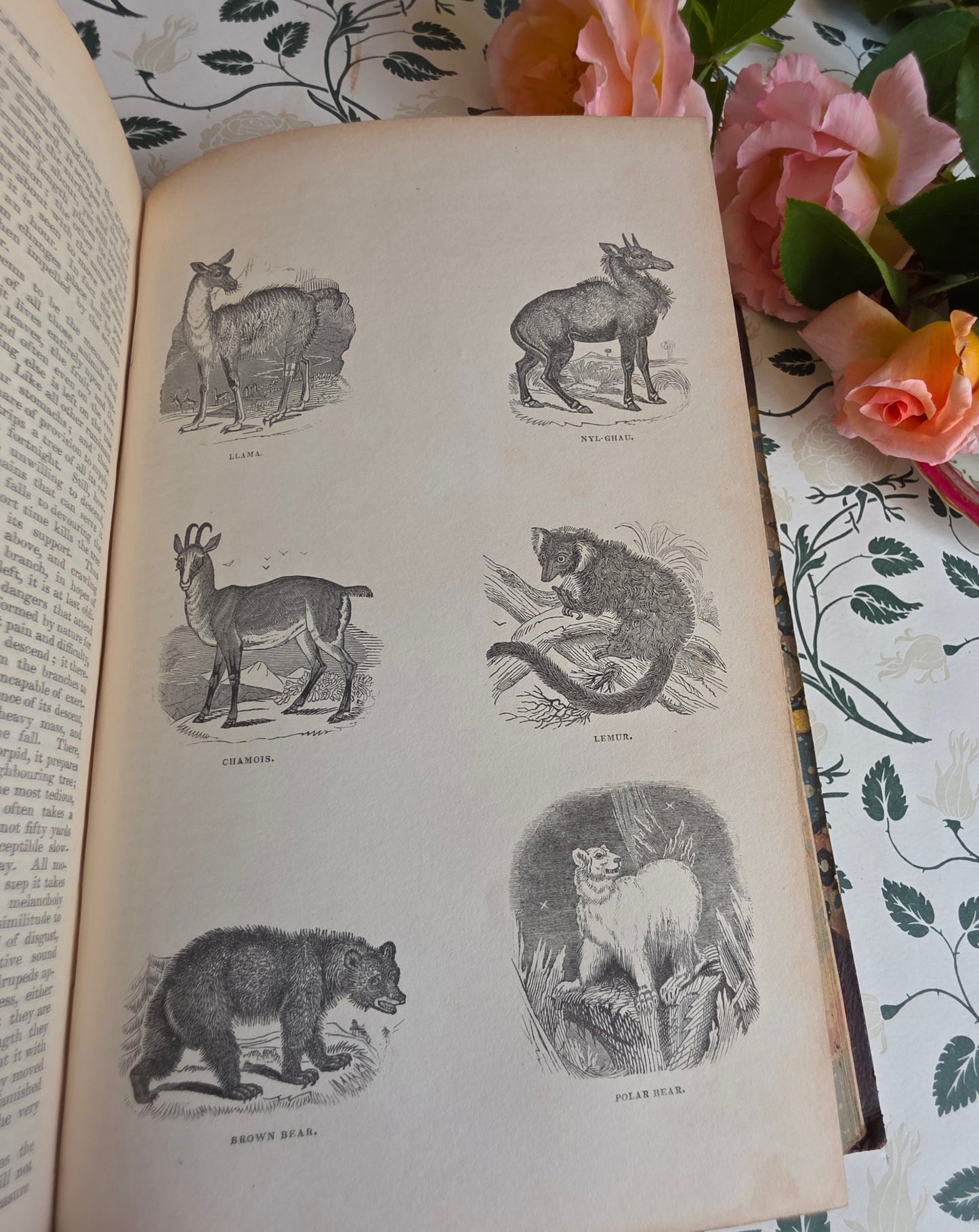 1840 A History of the Earth and Animated Nature by Oliver Goldsmith - Richly Illustrated Antique Book