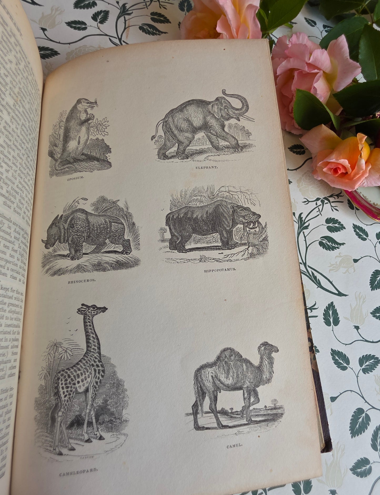1840 A History of the Earth and Animated Nature by Oliver Goldsmith - Richly Illustrated Antique Book