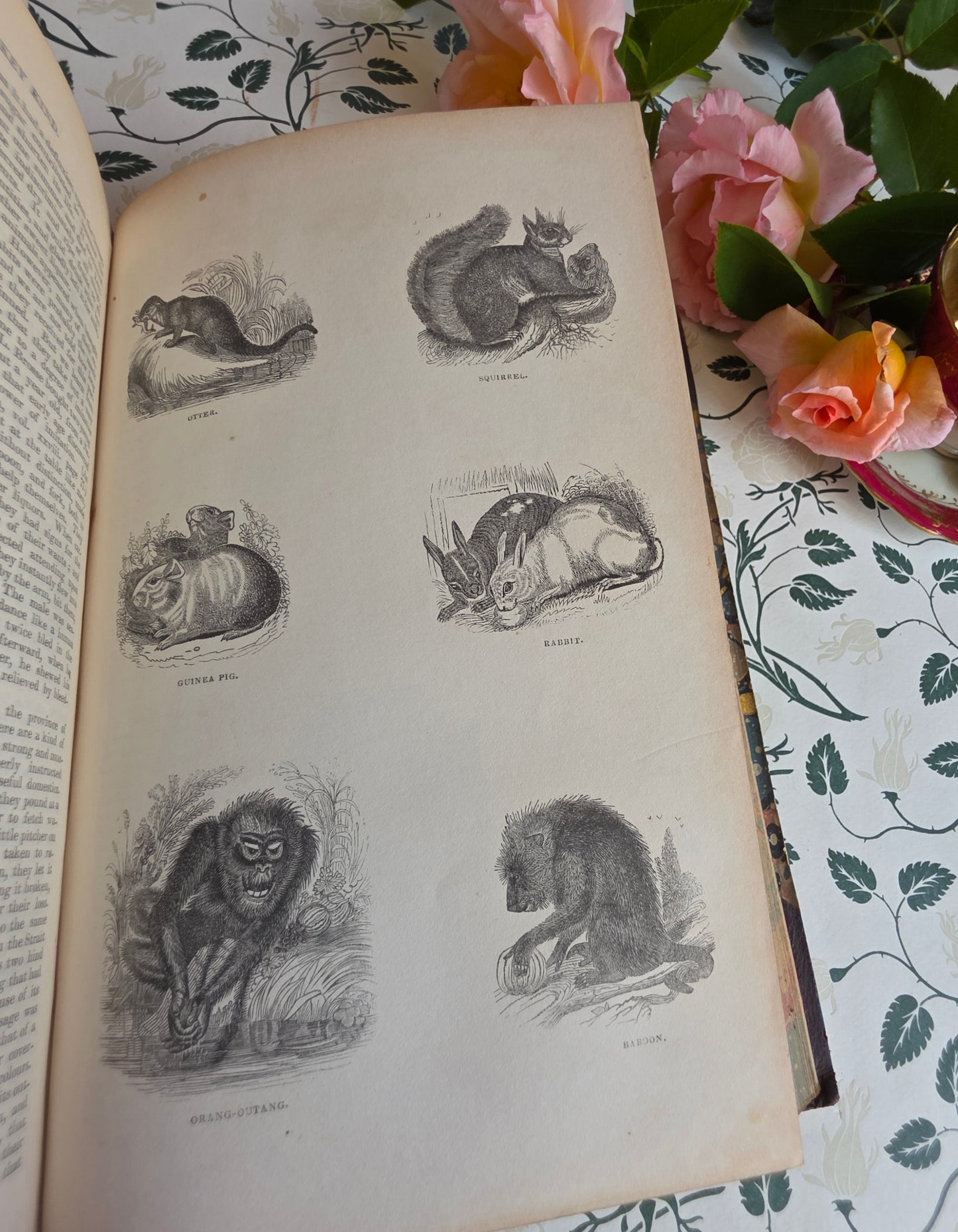 1840 A History of the Earth and Animated Nature by Oliver Goldsmith - Richly Illustrated Antique Book