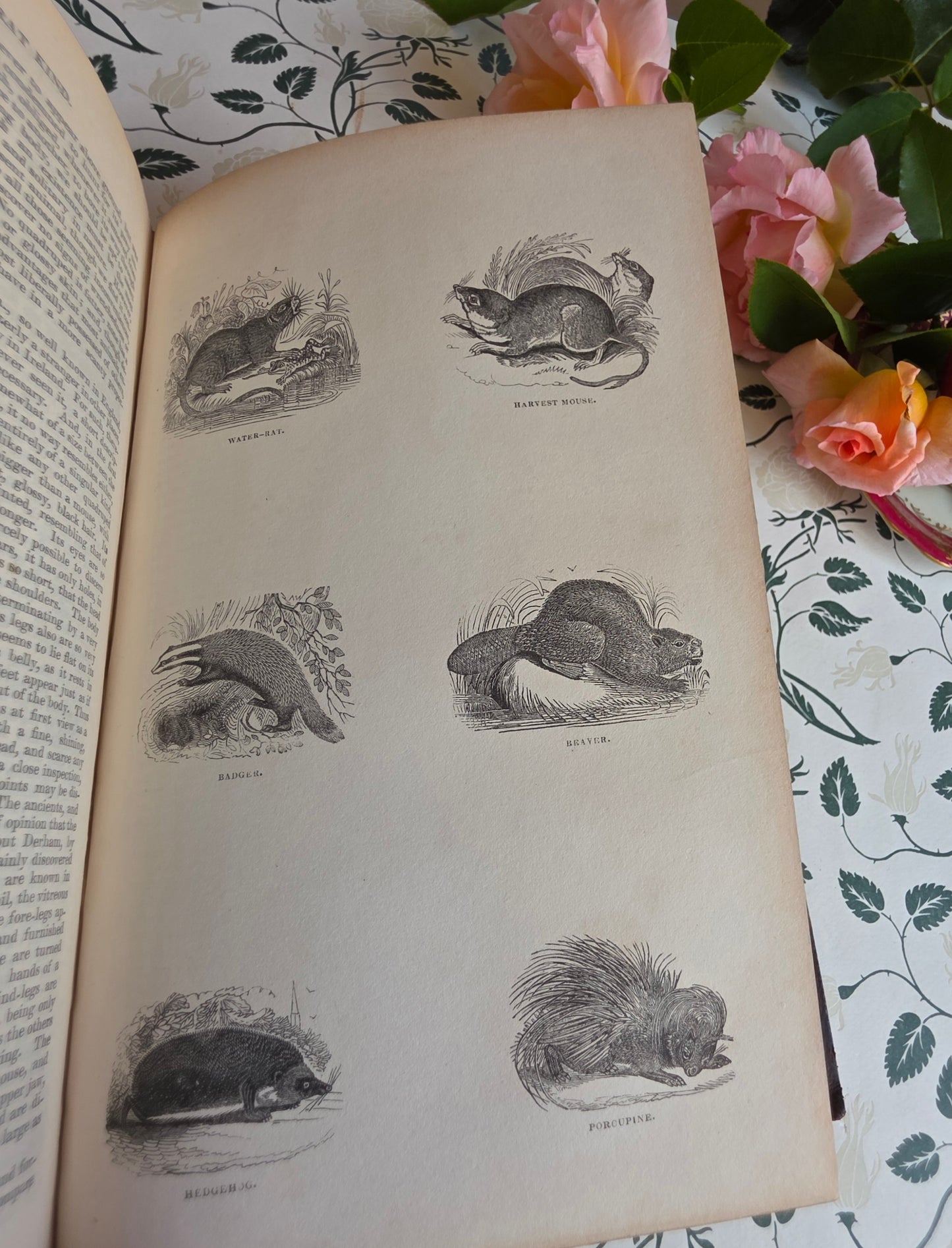 1840 A History of the Earth and Animated Nature by Oliver Goldsmith - Richly Illustrated Antique Book