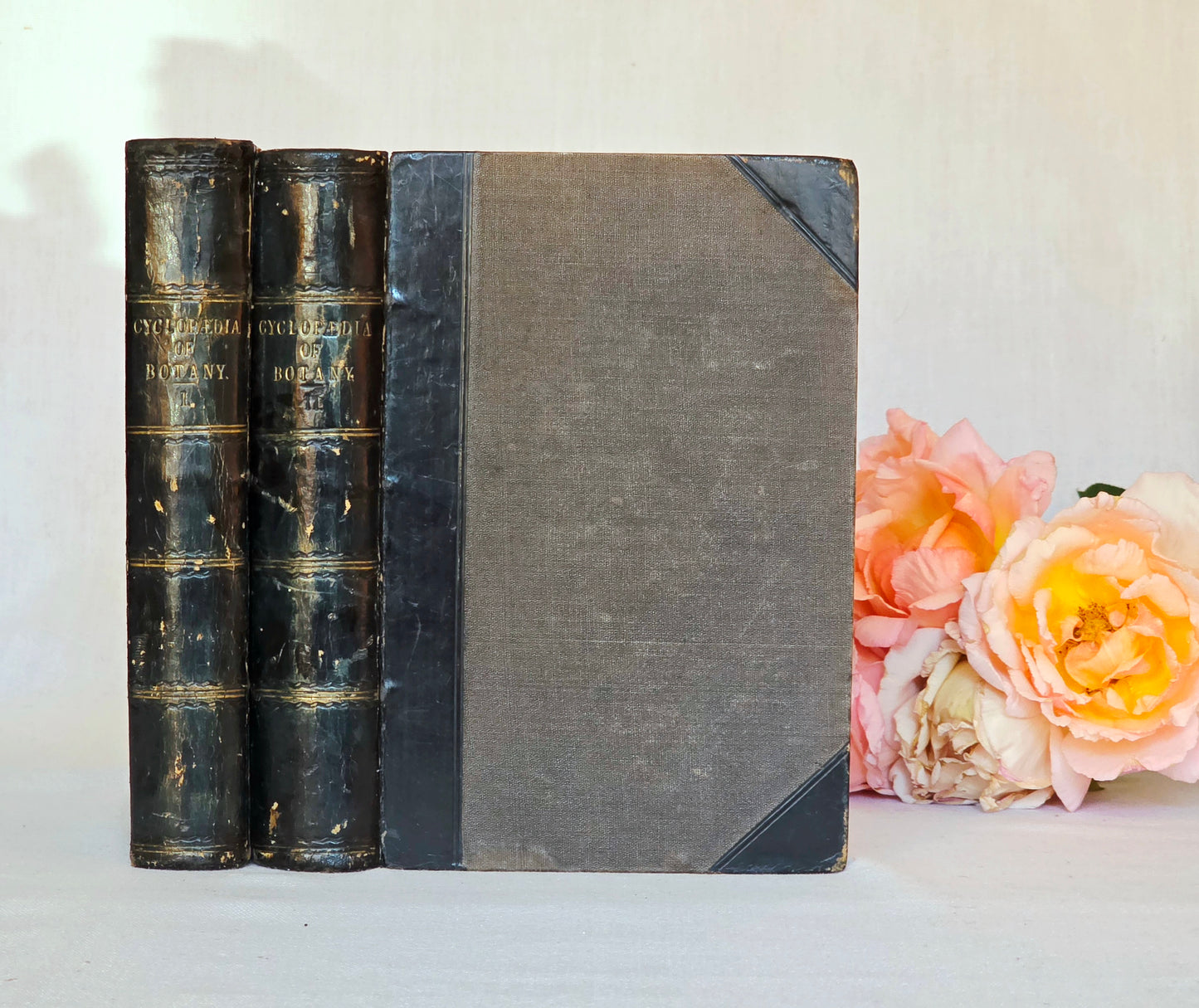 1866 New Cyclopaedia of Botany and Complete Book of Herbs by Richard Brook - Illustrated Antique Book