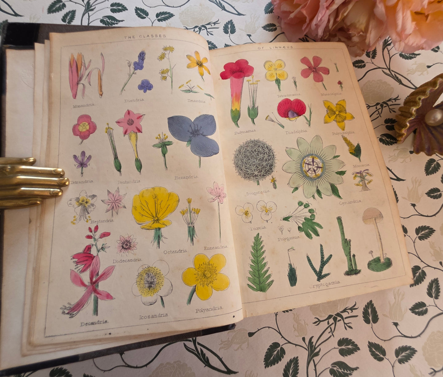 1866 New Cyclopaedia of Botany and Complete Book of Herbs by Richard Brook - Illustrated Antique Book
