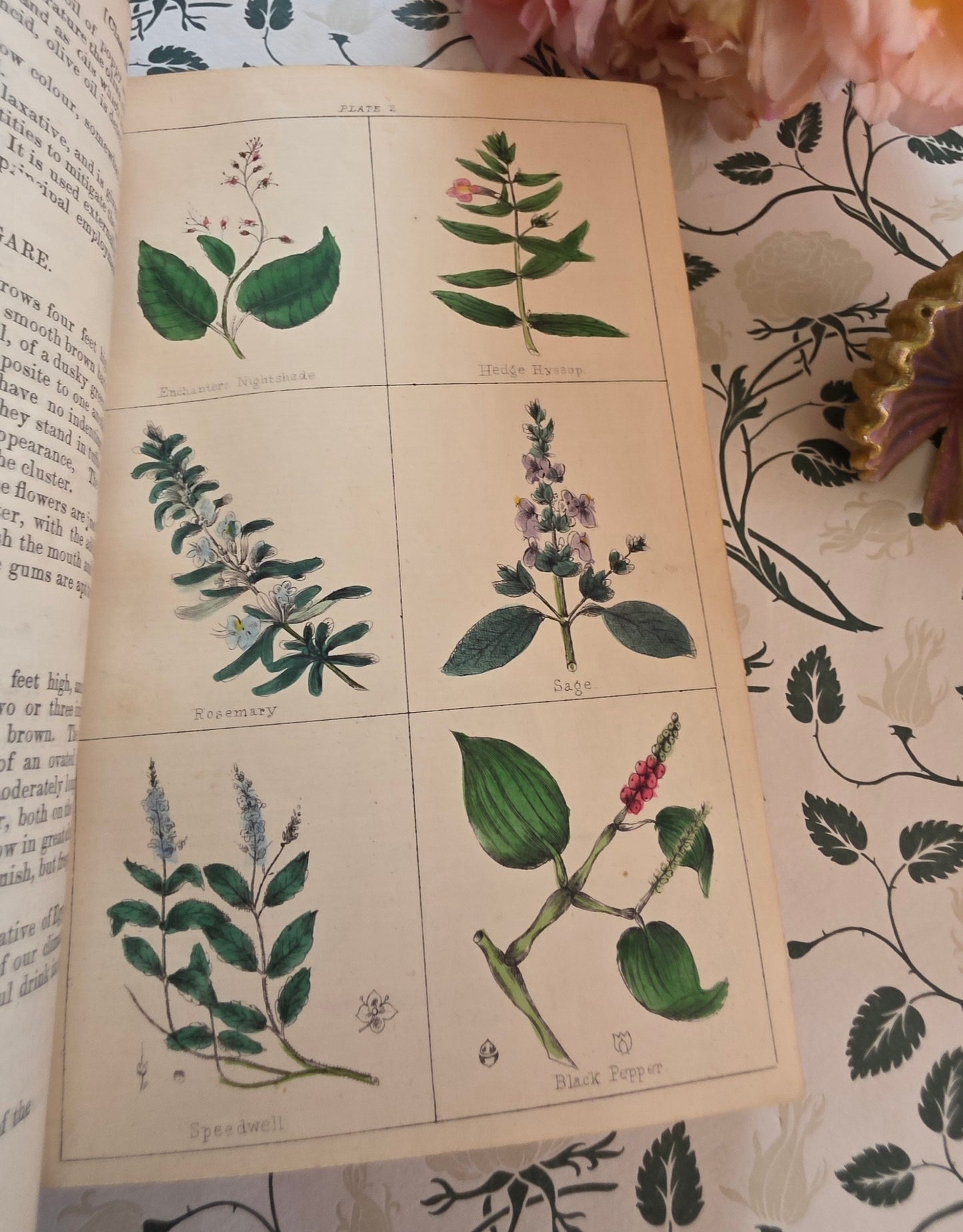 1866 New Cyclopaedia of Botany and Complete Book of Herbs by Richard Brook - Illustrated Antique Book