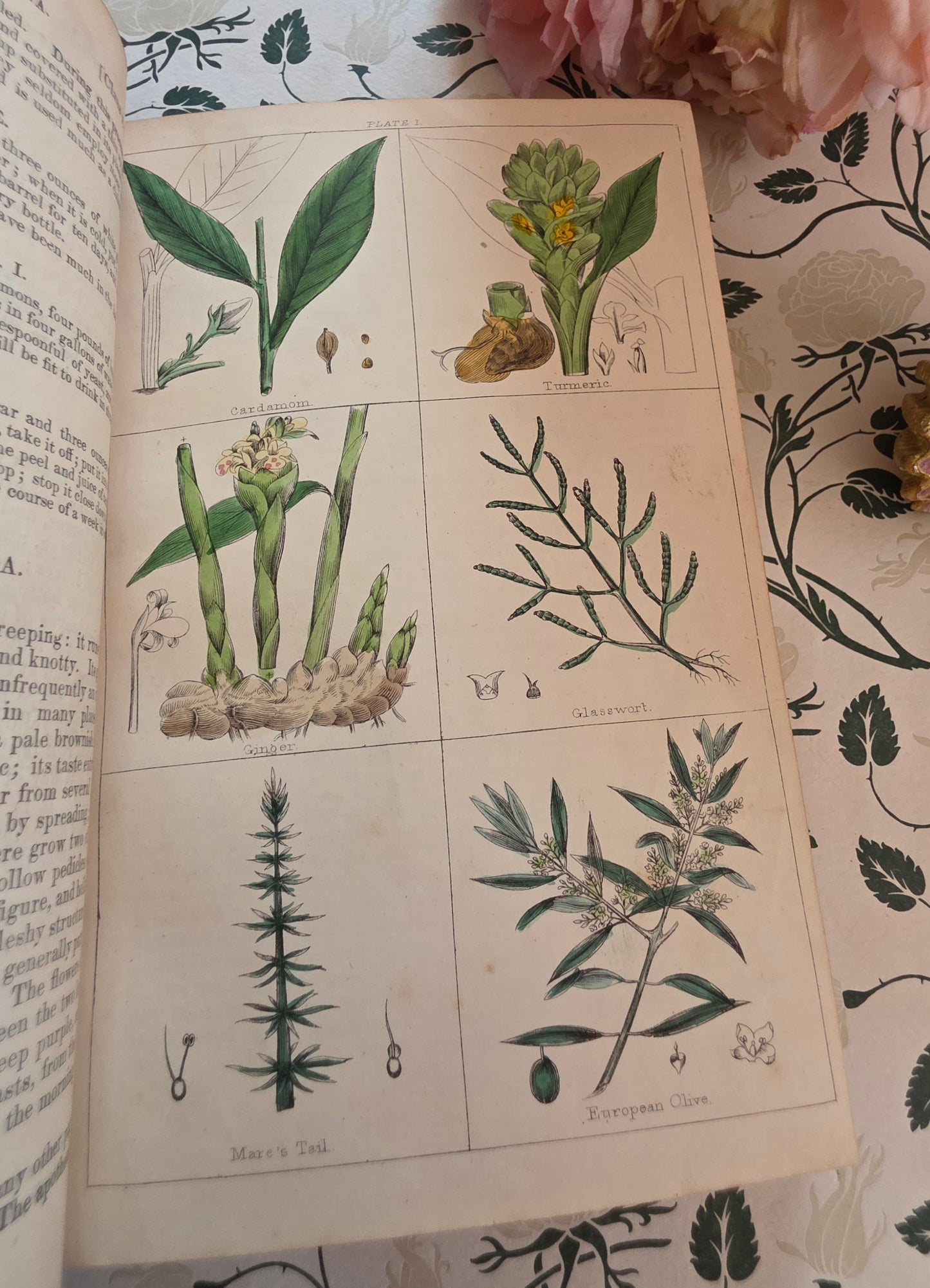 1866 New Cyclopaedia of Botany and Complete Book of Herbs by Richard Brook - Illustrated Antique Book