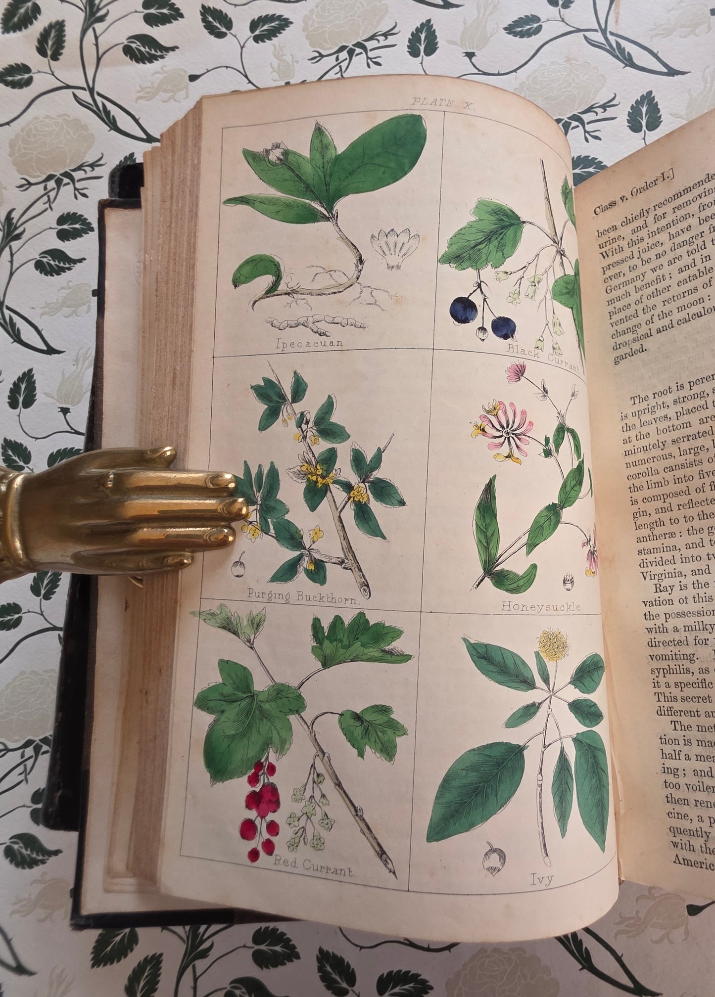 1866 New Cyclopaedia of Botany and Complete Book of Herbs by Richard Brook - Illustrated Antique Book