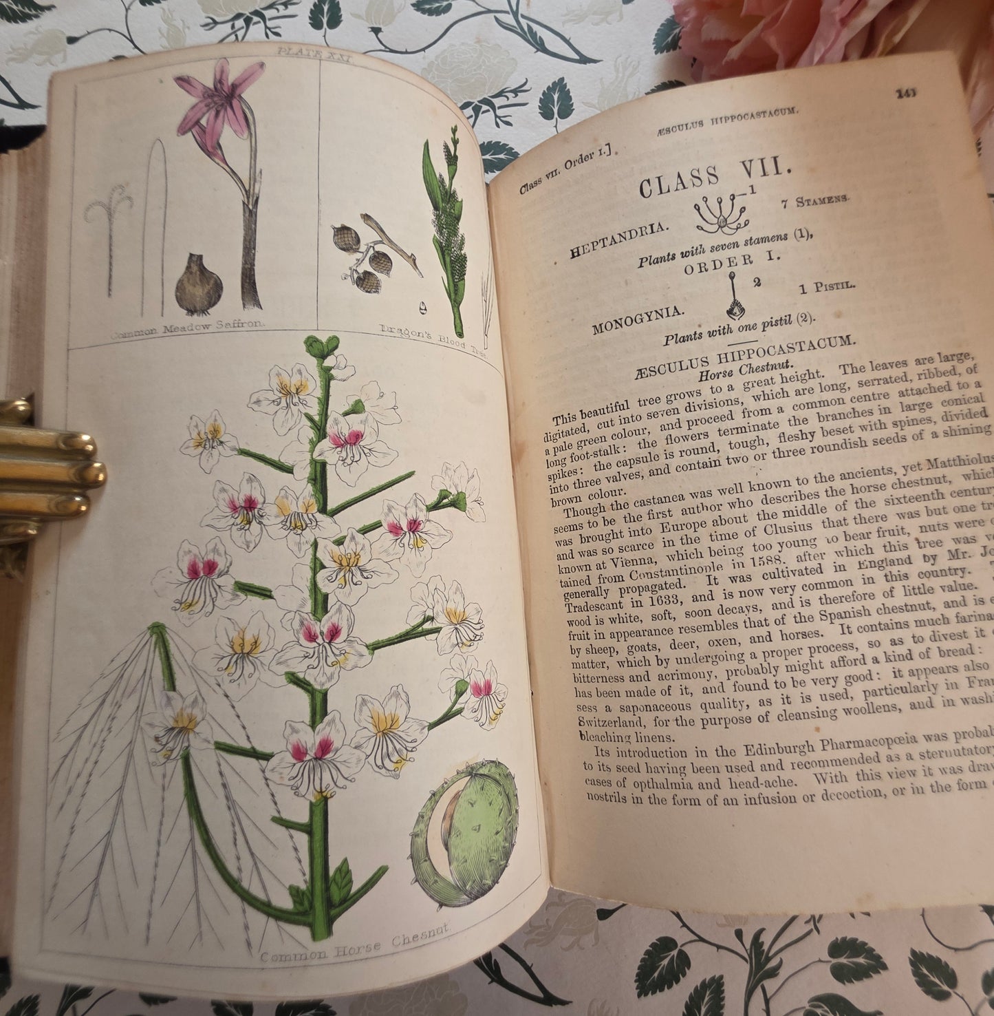 1866 New Cyclopaedia of Botany and Complete Book of Herbs by Richard Brook - Illustrated Antique Book