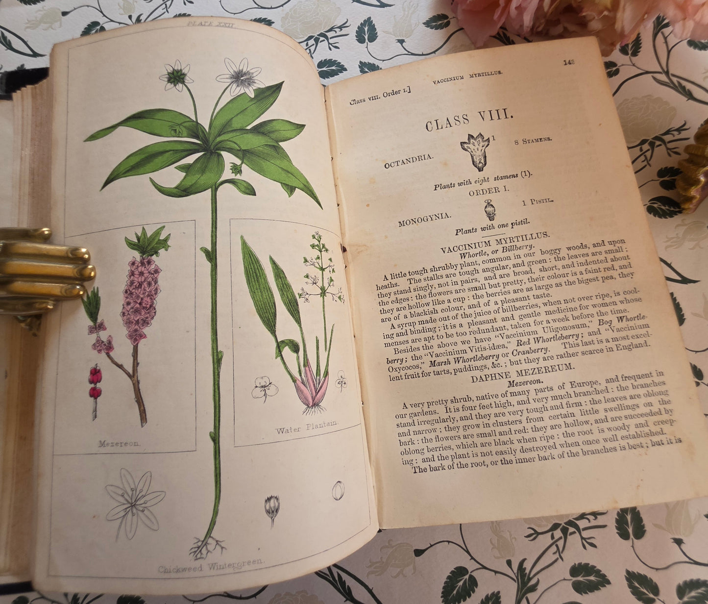 1866 New Cyclopaedia of Botany and Complete Book of Herbs by Richard Brook - Illustrated Antique Book