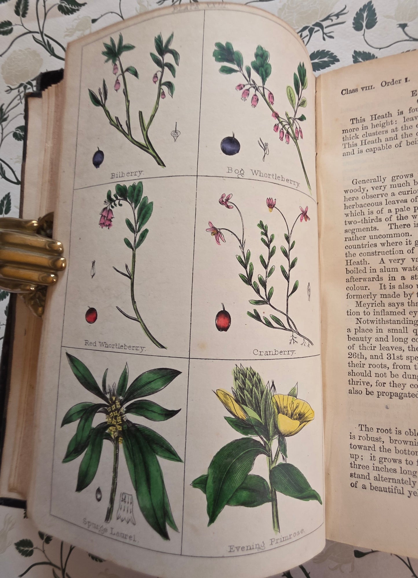 1866 New Cyclopaedia of Botany and Complete Book of Herbs by Richard Brook - Illustrated Antique Book