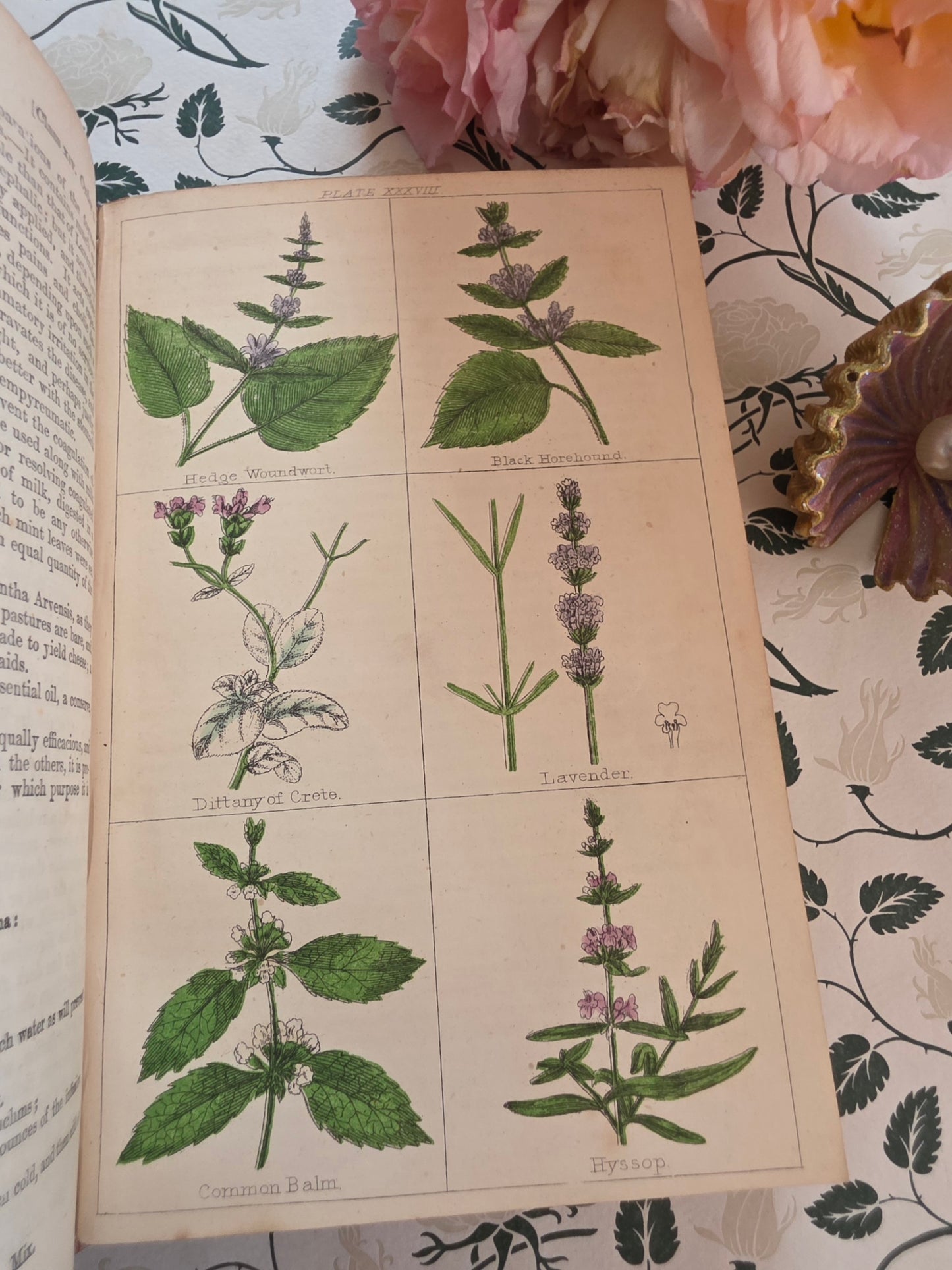 1866 New Cyclopaedia of Botany and Complete Book of Herbs by Richard Brook - Illustrated Antique Book