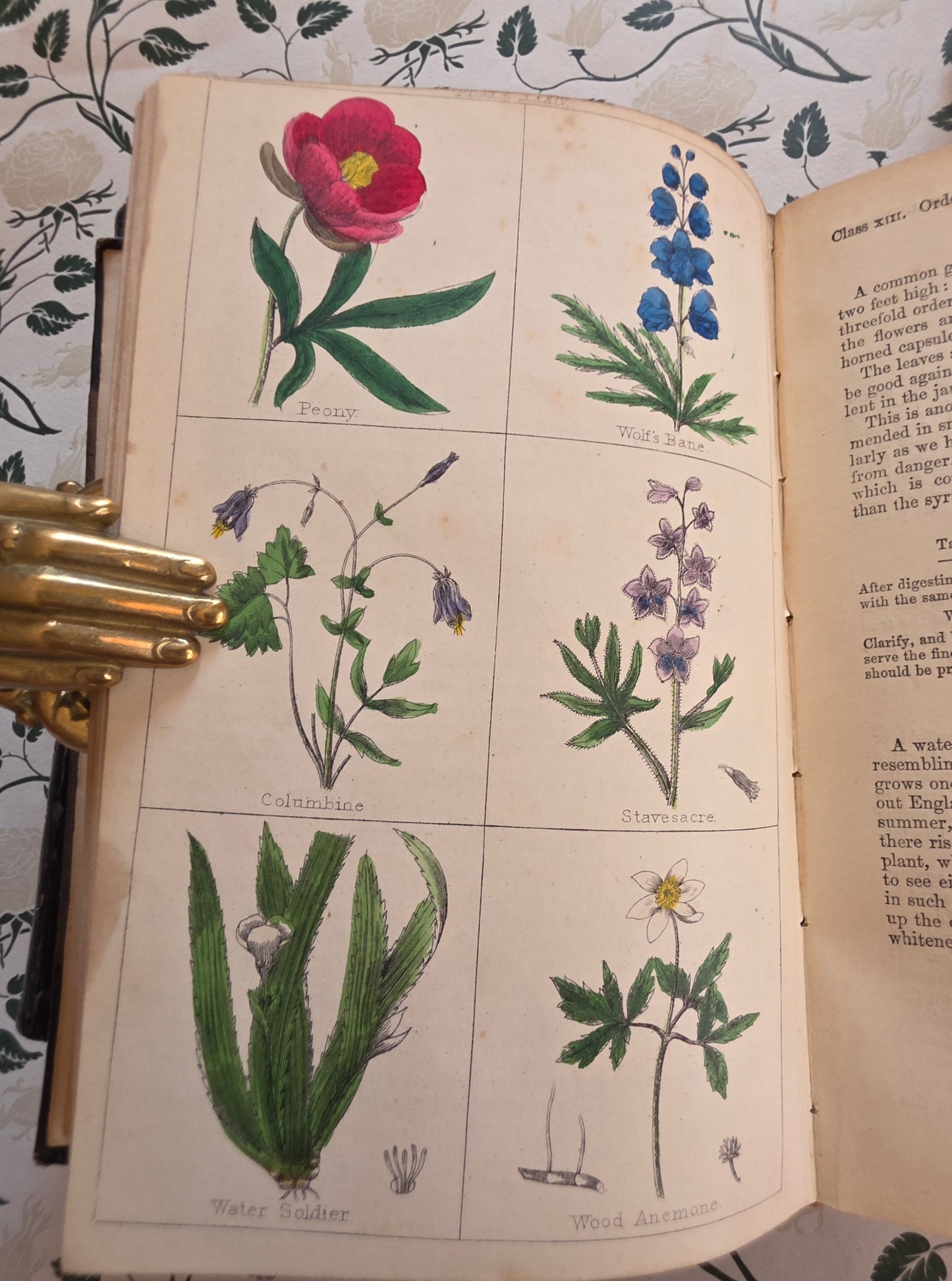 1866 New Cyclopaedia of Botany and Complete Book of Herbs by Richard Brook - Illustrated Antique Book