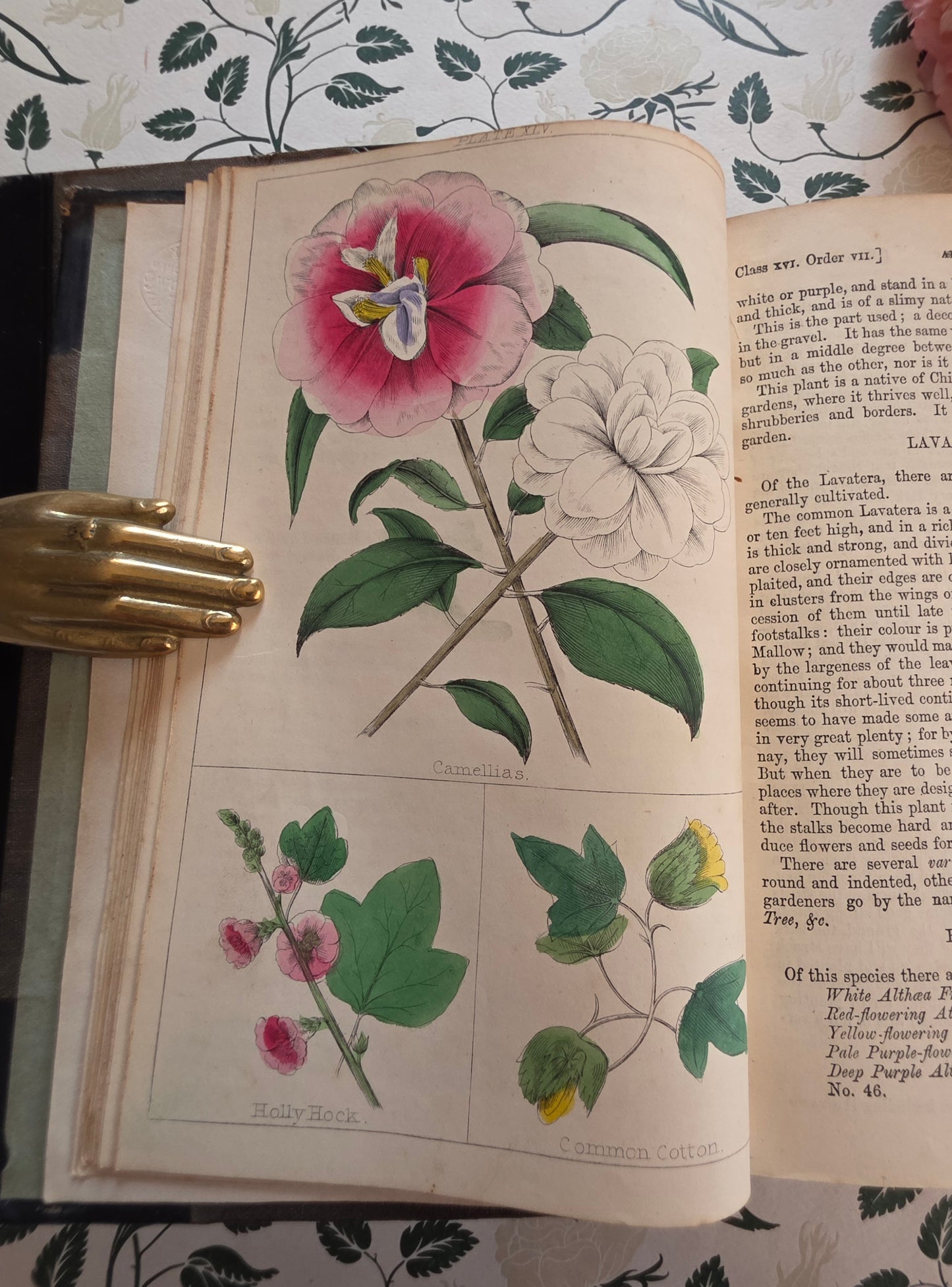 1866 New Cyclopaedia of Botany and Complete Book of Herbs by Richard Brook - Illustrated Antique Book