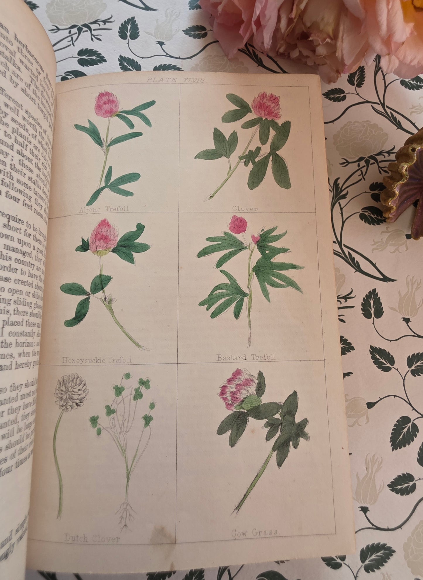 1866 New Cyclopaedia of Botany and Complete Book of Herbs by Richard Brook - Illustrated Antique Book