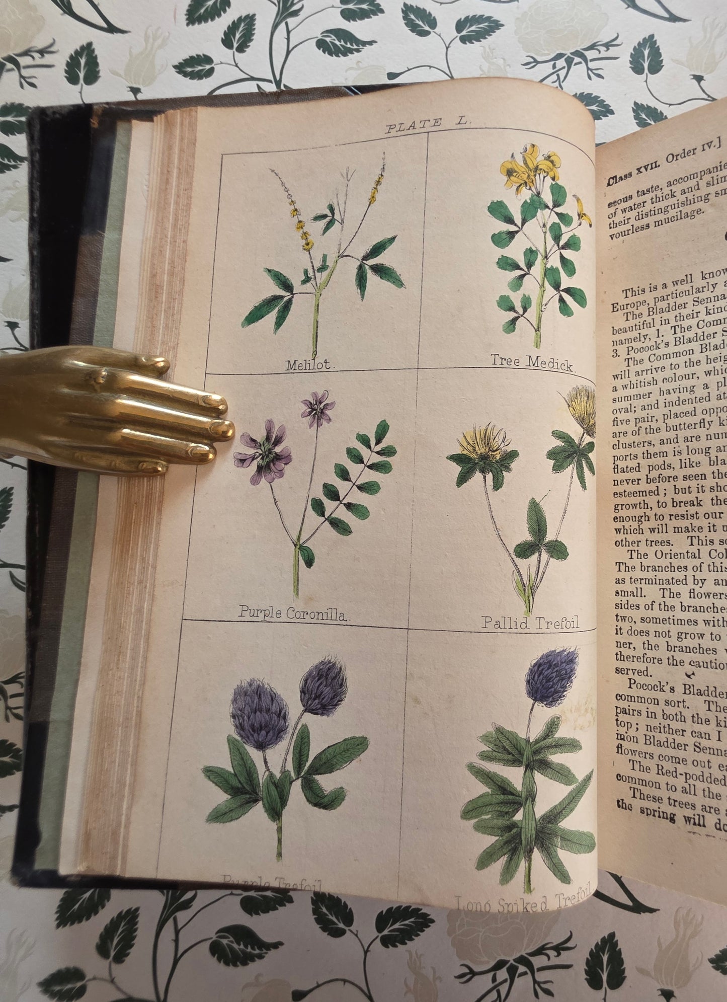 1866 New Cyclopaedia of Botany and Complete Book of Herbs by Richard Brook - Illustrated Antique Book