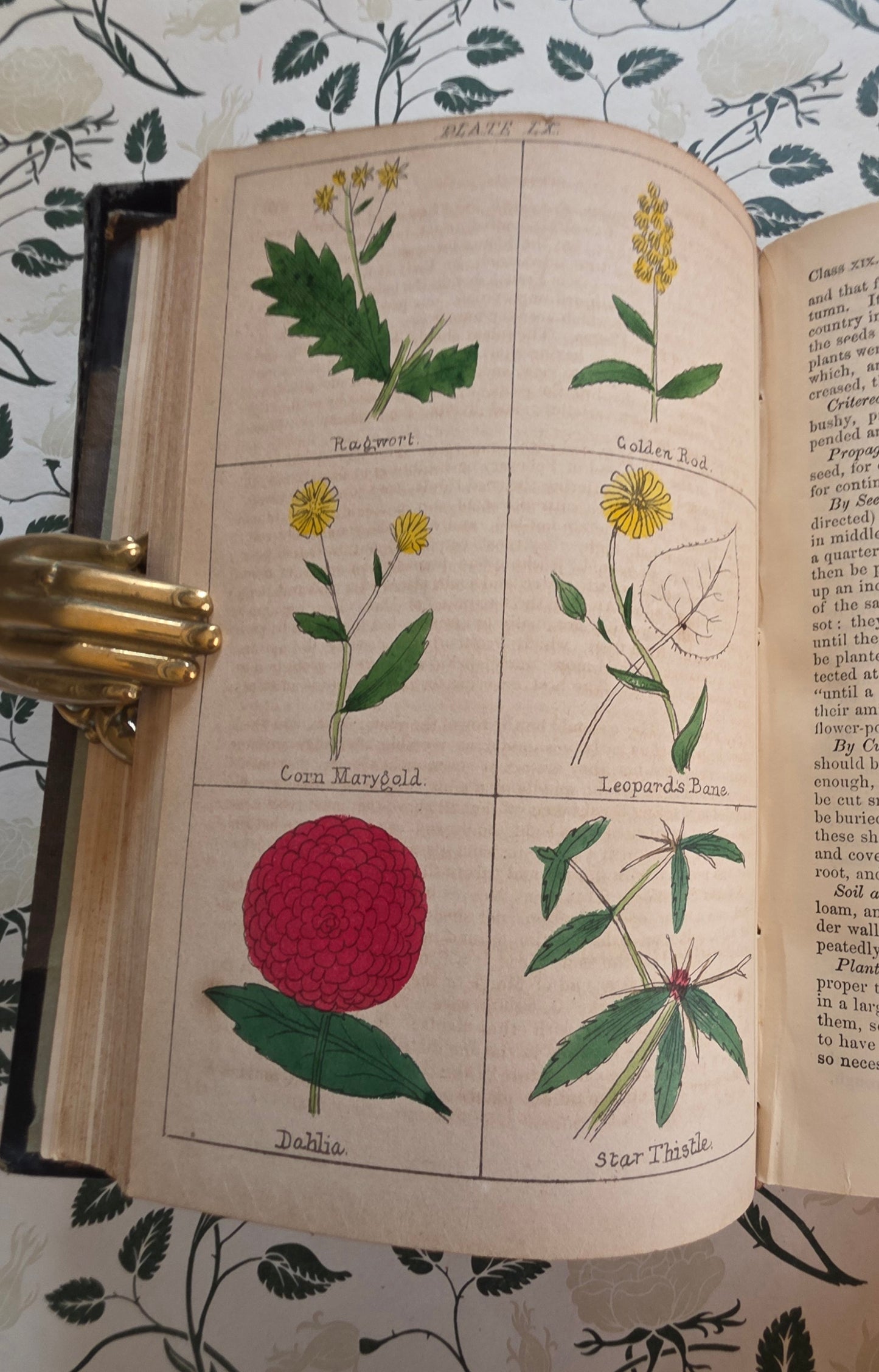1866 New Cyclopaedia of Botany and Complete Book of Herbs by Richard Brook - Illustrated Antique Book
