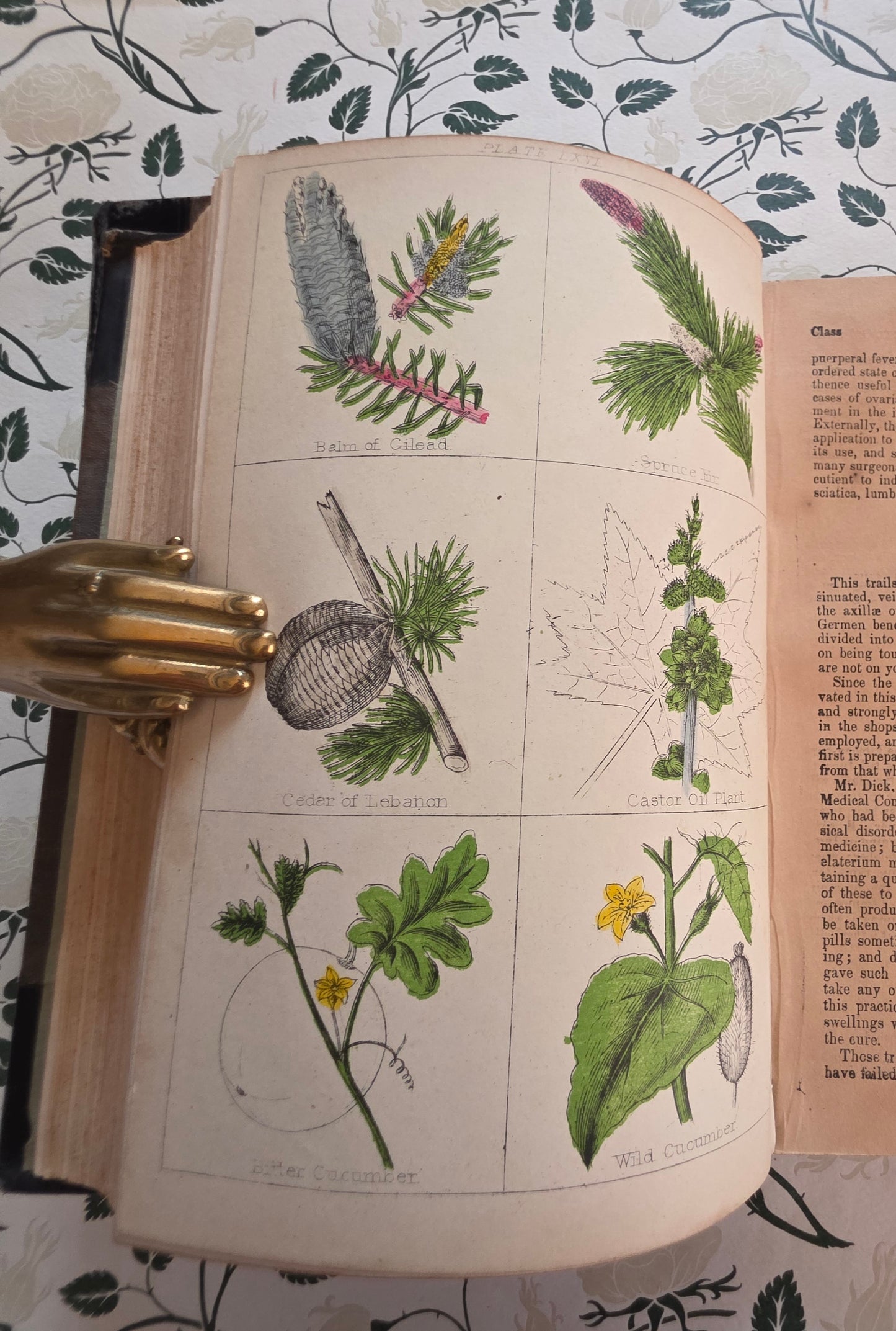 1866 New Cyclopaedia of Botany and Complete Book of Herbs by Richard Brook - Illustrated Antique Book