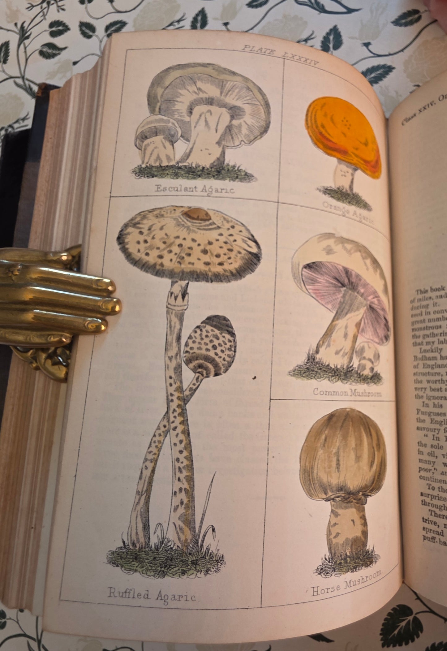 1866 New Cyclopaedia of Botany and Complete Book of Herbs by Richard Brook - Illustrated Antique Book