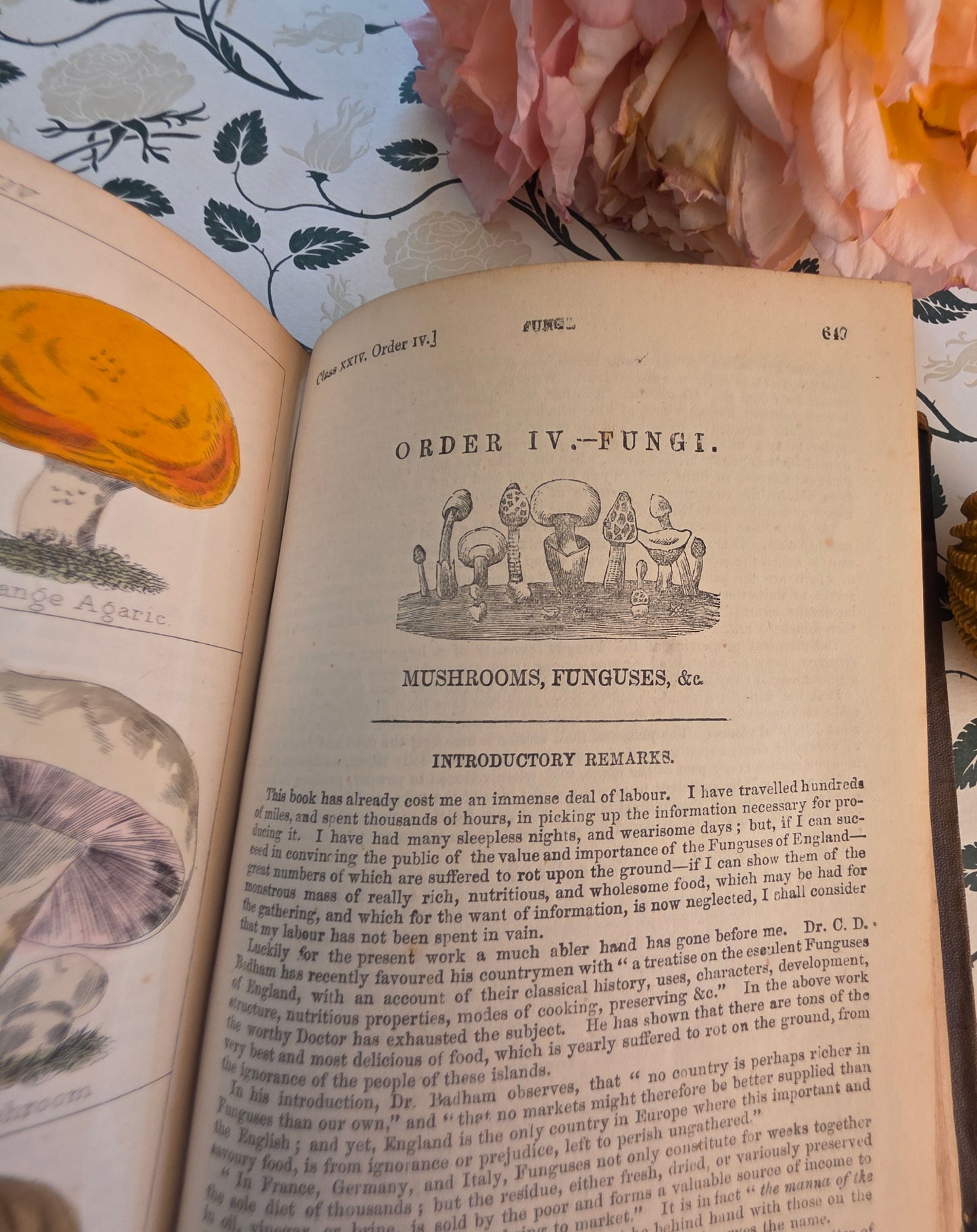1866 New Cyclopaedia of Botany and Complete Book of Herbs by Richard Brook - Illustrated Antique Book