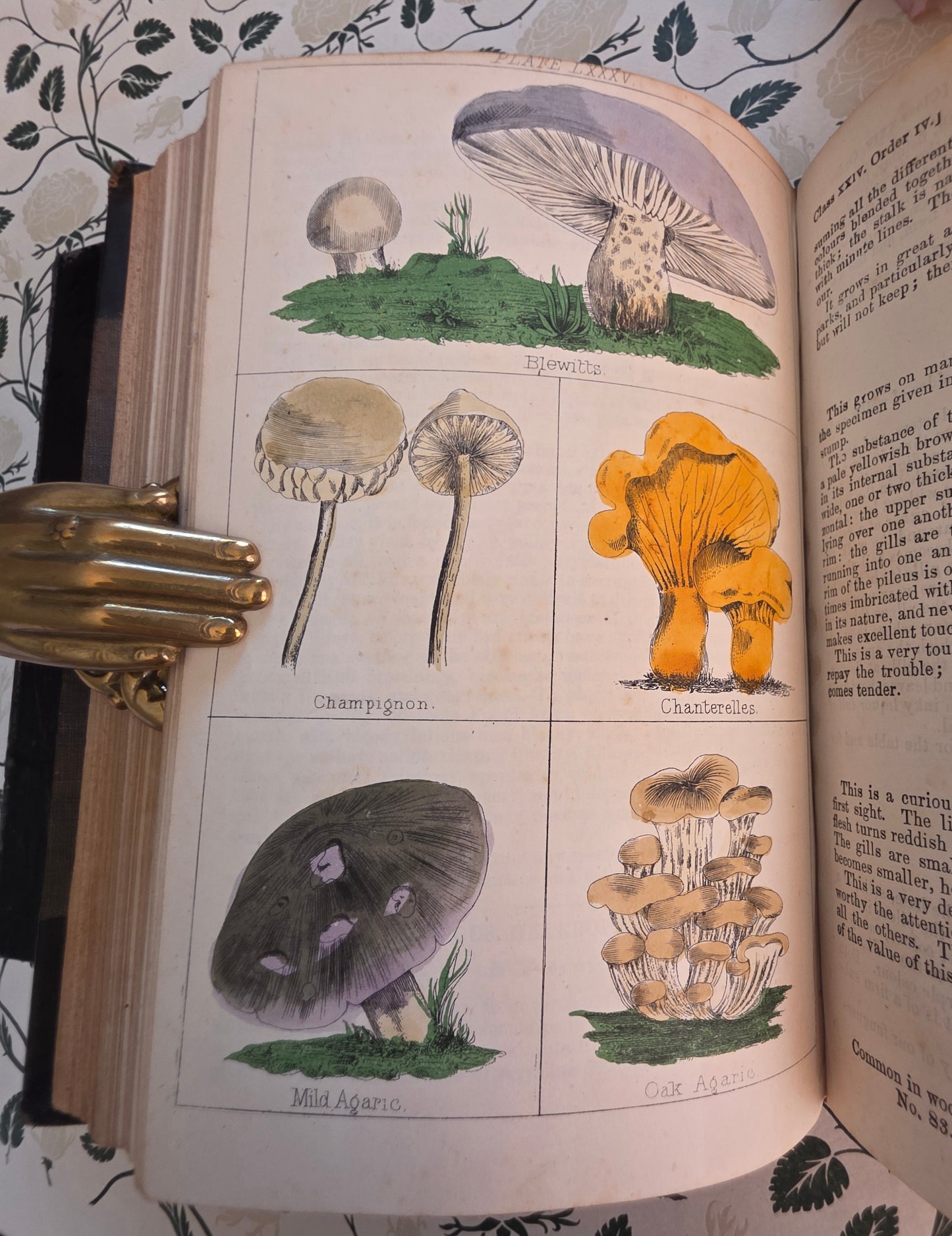 1866 New Cyclopaedia of Botany and Complete Book of Herbs by Richard Brook - Illustrated Antique Book