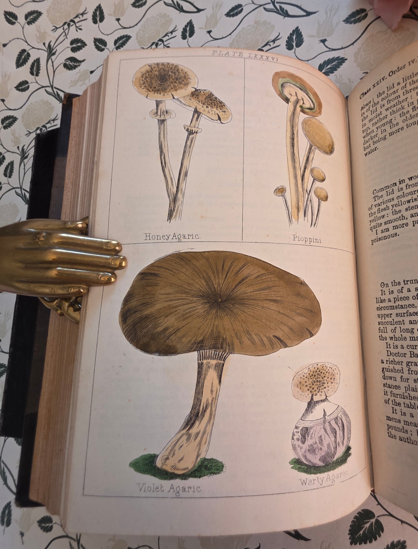 1866 New Cyclopaedia of Botany and Complete Book of Herbs by Richard Brook - Illustrated Antique Book