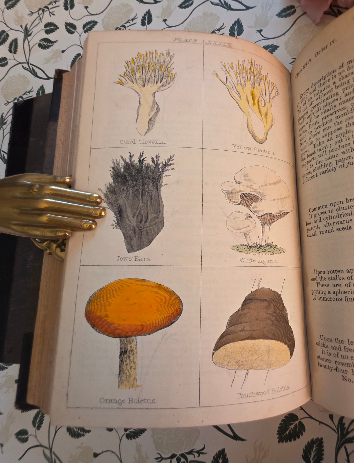 1866 New Cyclopaedia of Botany and Complete Book of Herbs by Richard Brook - Illustrated Antique Book