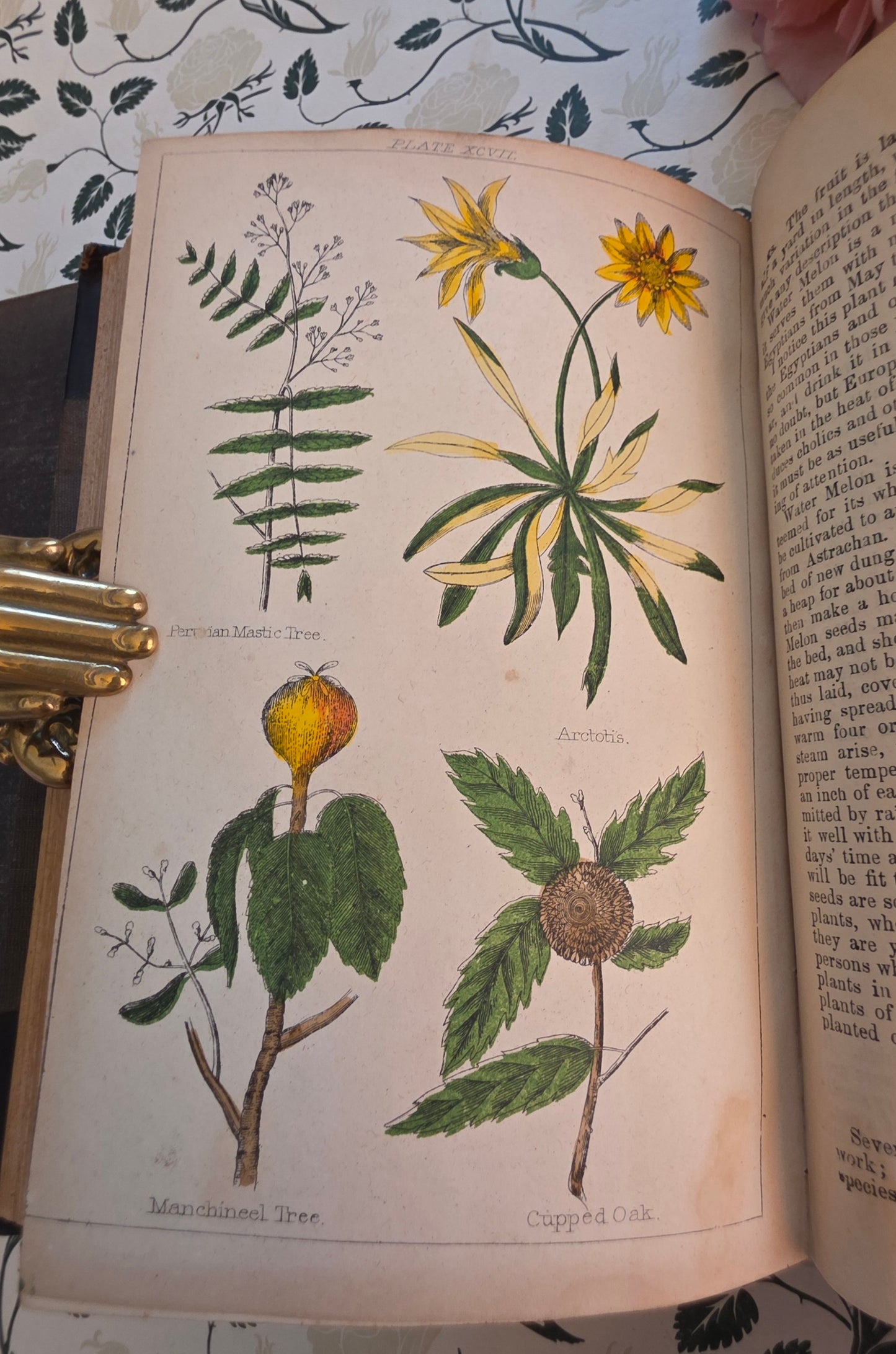 1866 New Cyclopaedia of Botany and Complete Book of Herbs by Richard Brook - Illustrated Antique Book