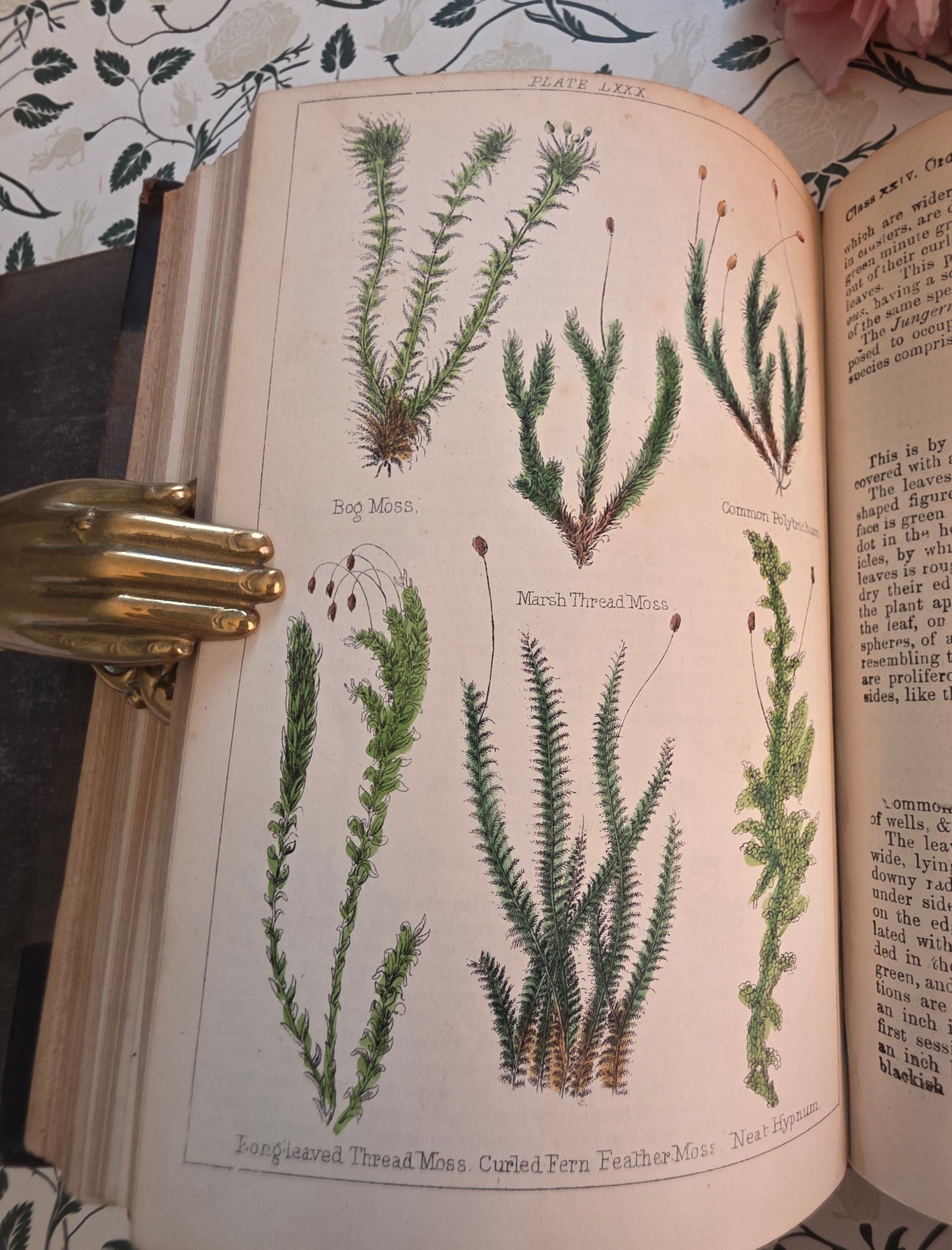 1866 New Cyclopaedia of Botany and Complete Book of Herbs by Richard Brook - Illustrated Antique Book