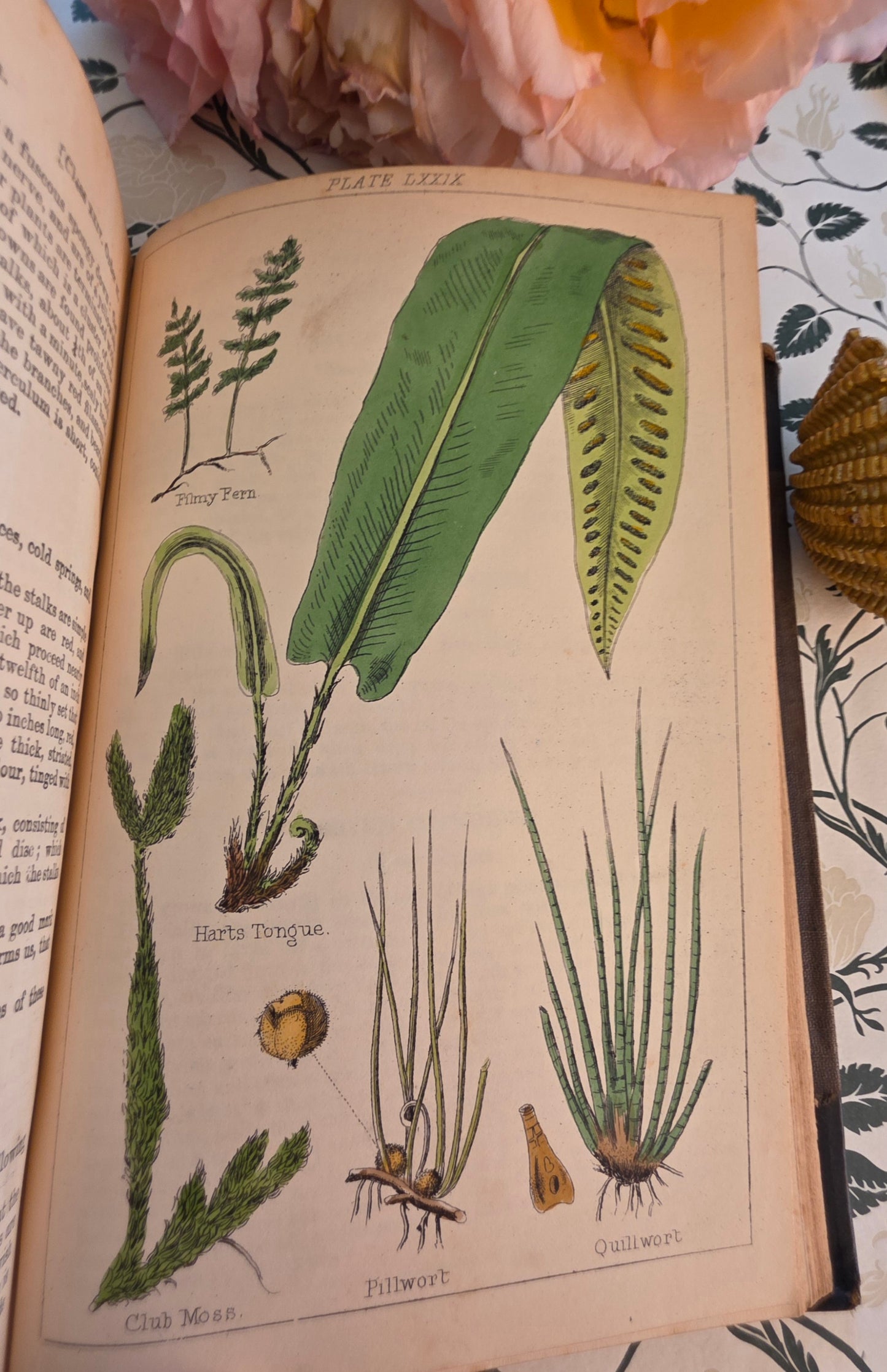 1866 New Cyclopaedia of Botany and Complete Book of Herbs by Richard Brook - Illustrated Antique Book
