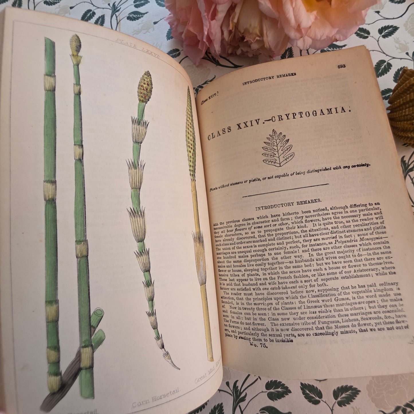1866 New Cyclopaedia of Botany and Complete Book of Herbs by Richard Brook - Illustrated Antique Book