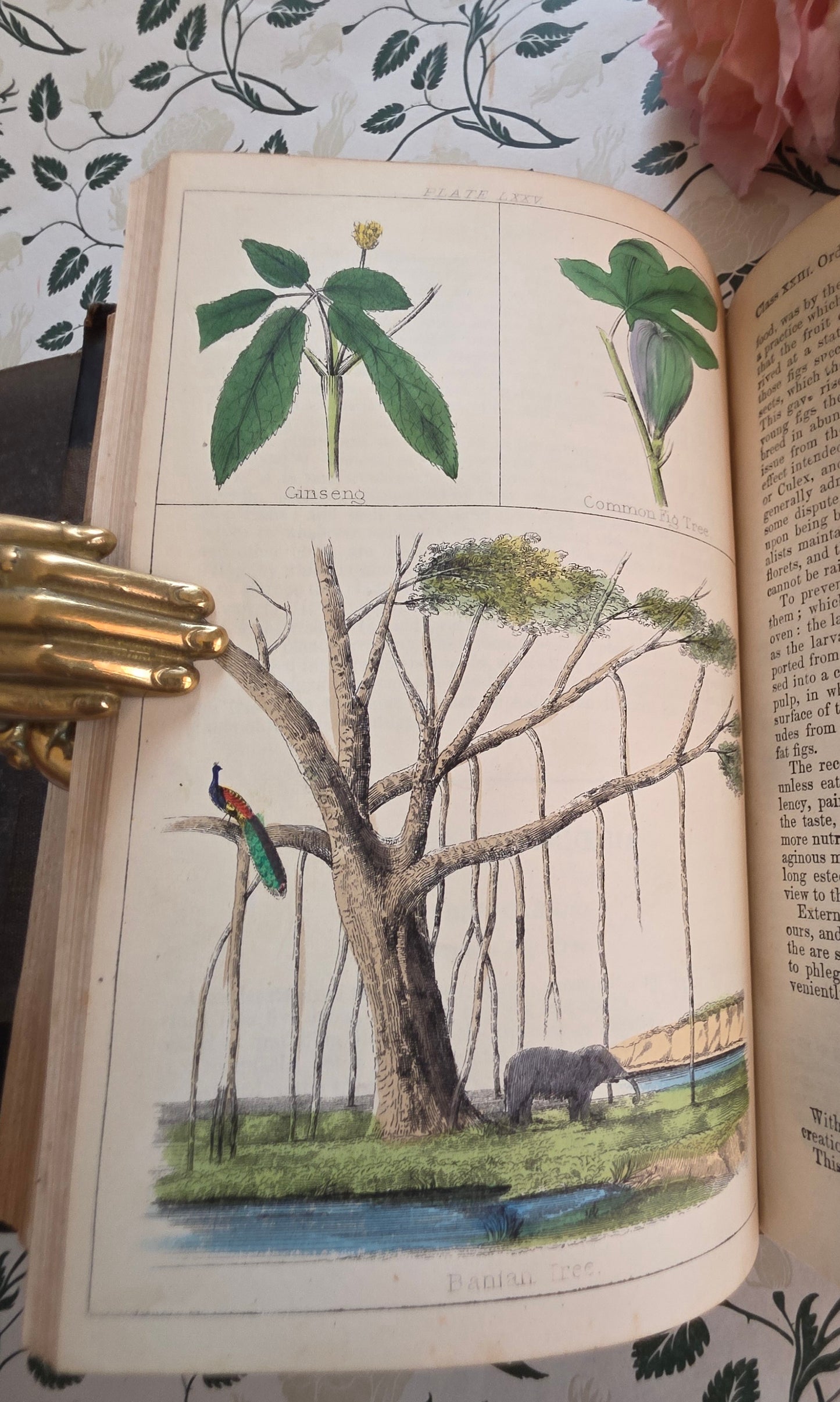 1866 New Cyclopaedia of Botany and Complete Book of Herbs by Richard Brook - Illustrated Antique Book