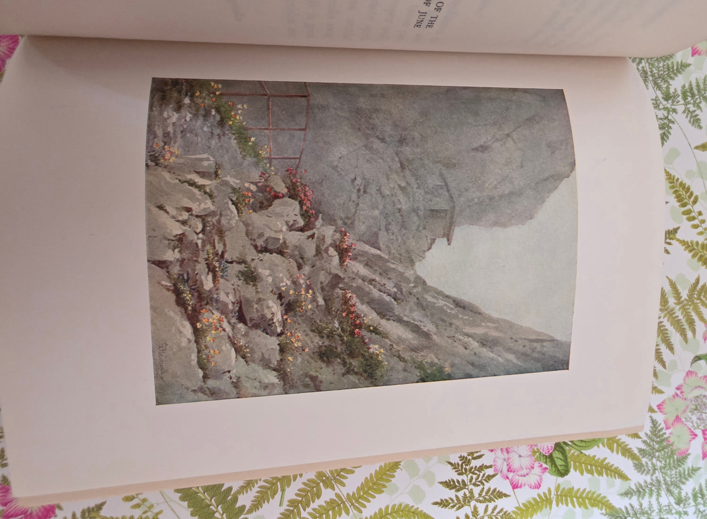 1910 Alpine Flowers and Gardens - Illustrated Antique Book
