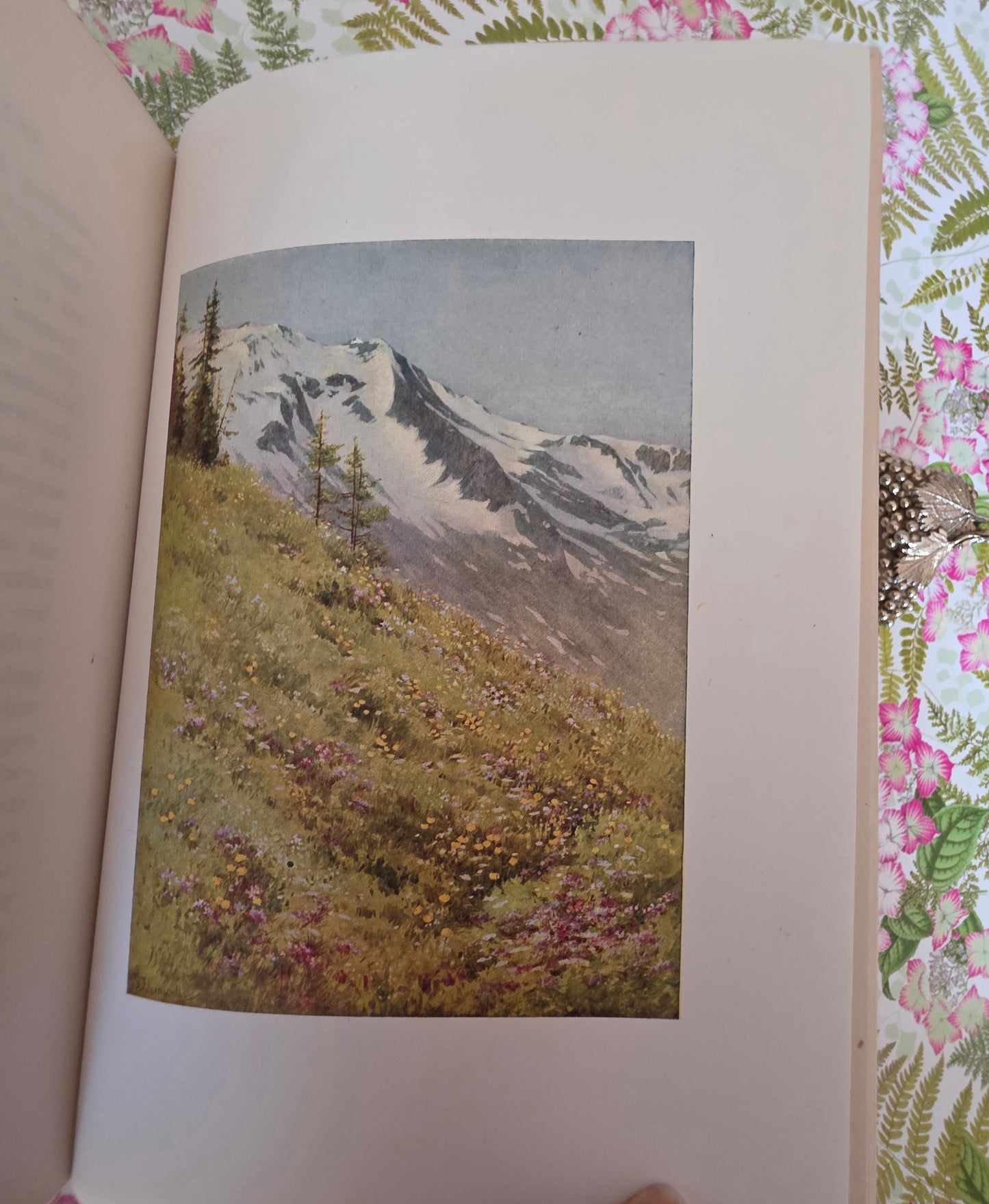 1910 Alpine Flowers and Gardens - Illustrated Antique Book