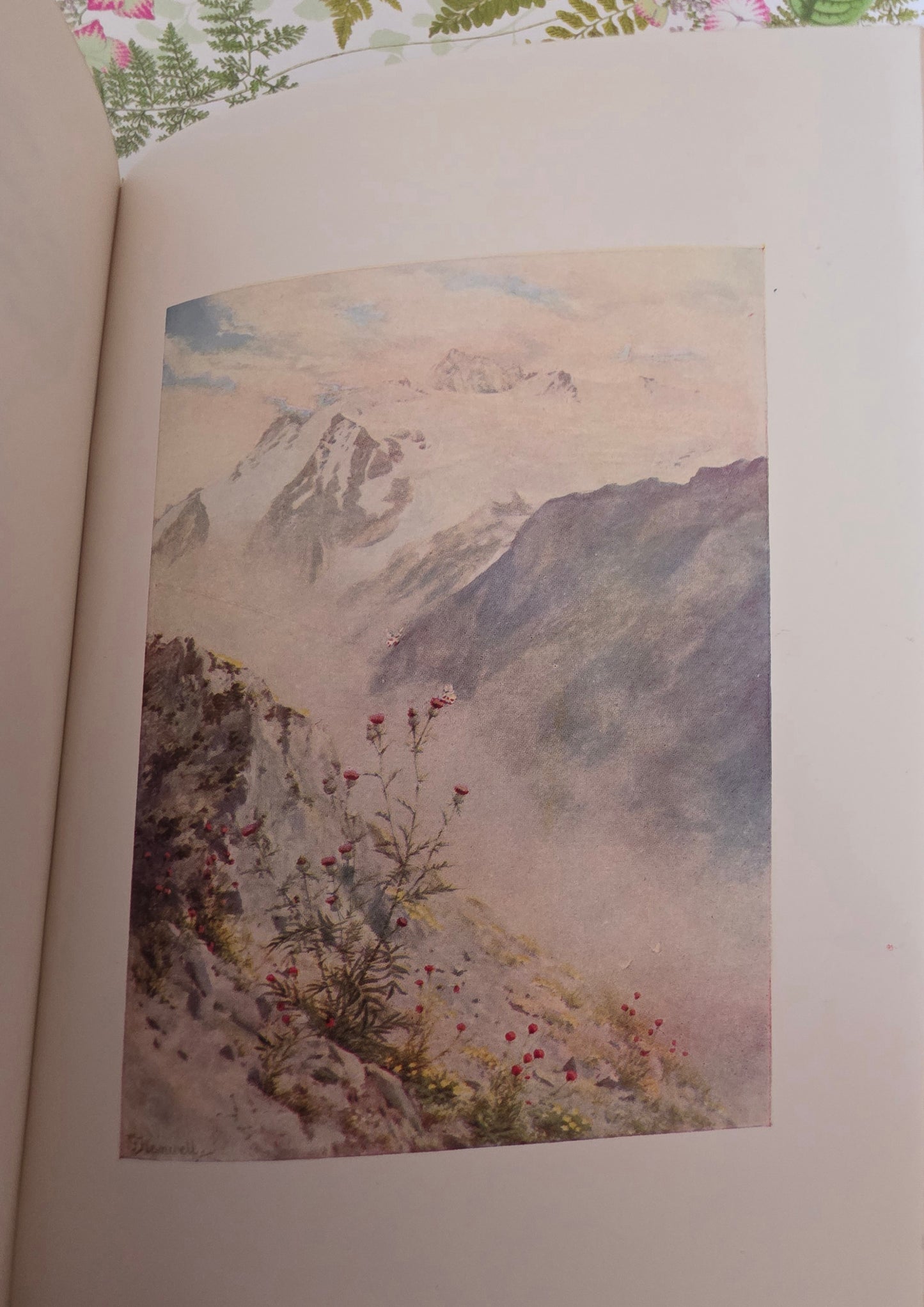 1910 Alpine Flowers and Gardens - Illustrated Antique Book