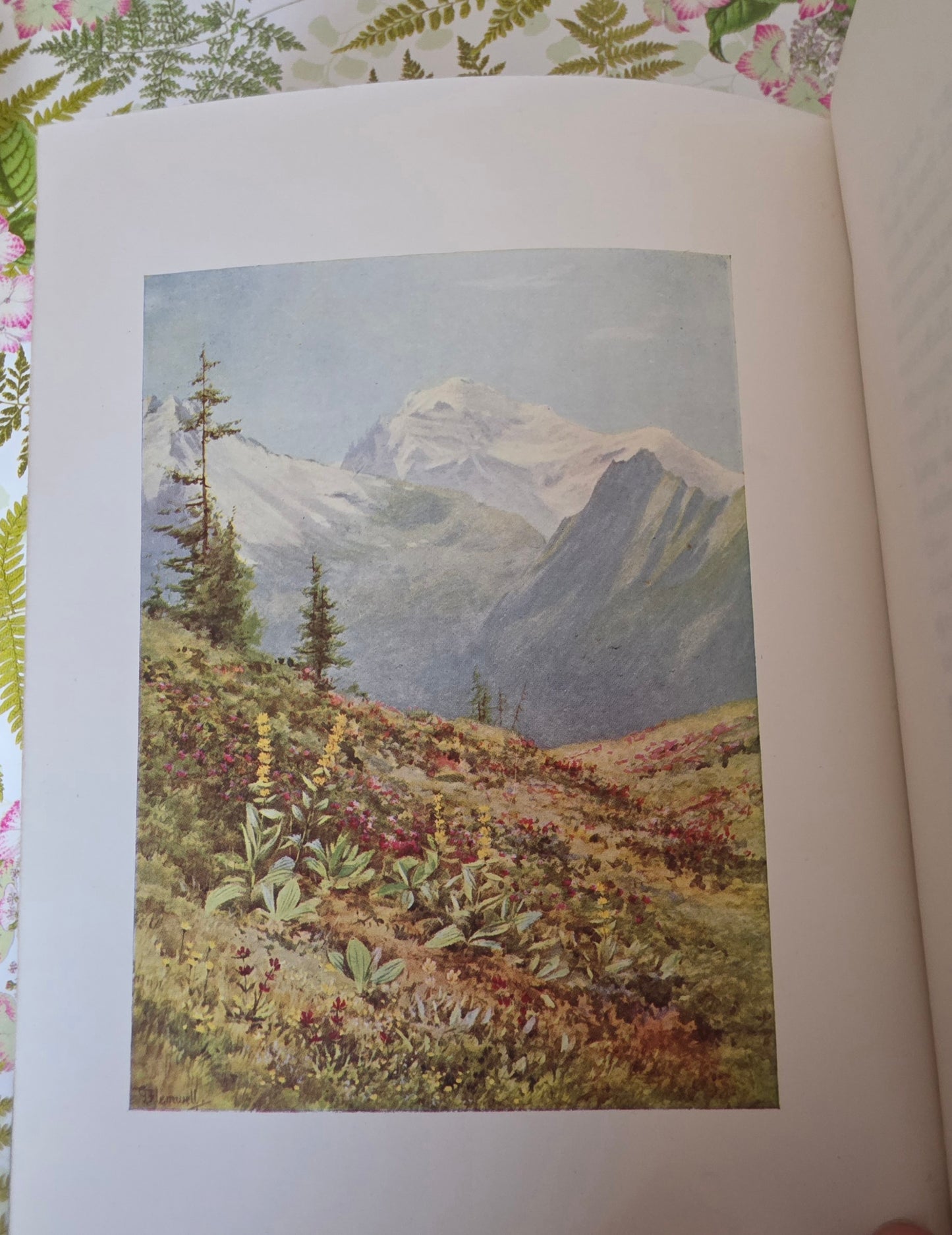 1910 Alpine Flowers and Gardens - Illustrated Antique Book