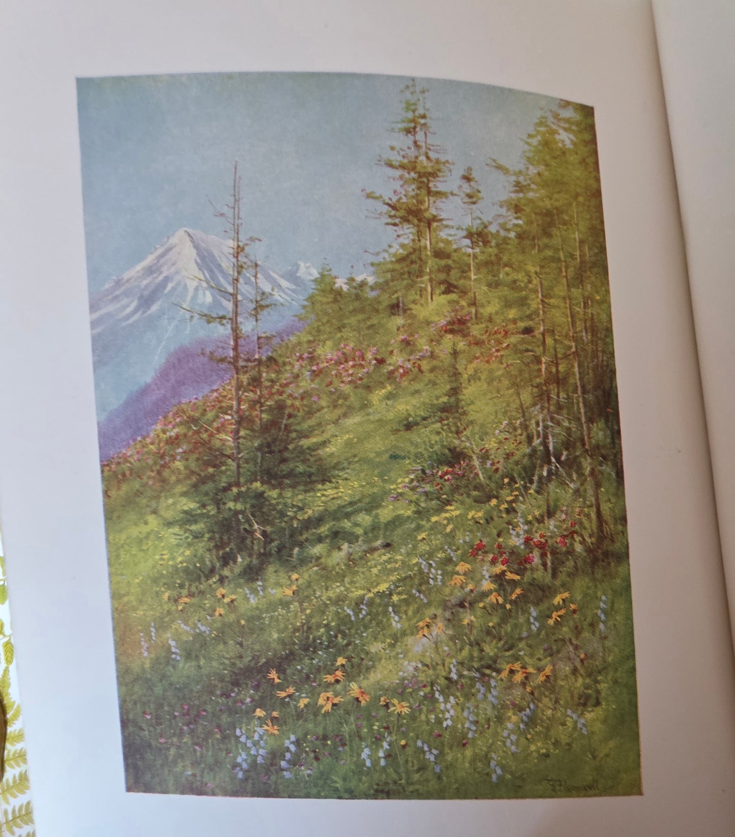 1910 Alpine Flowers and Gardens - Illustrated Antique Book