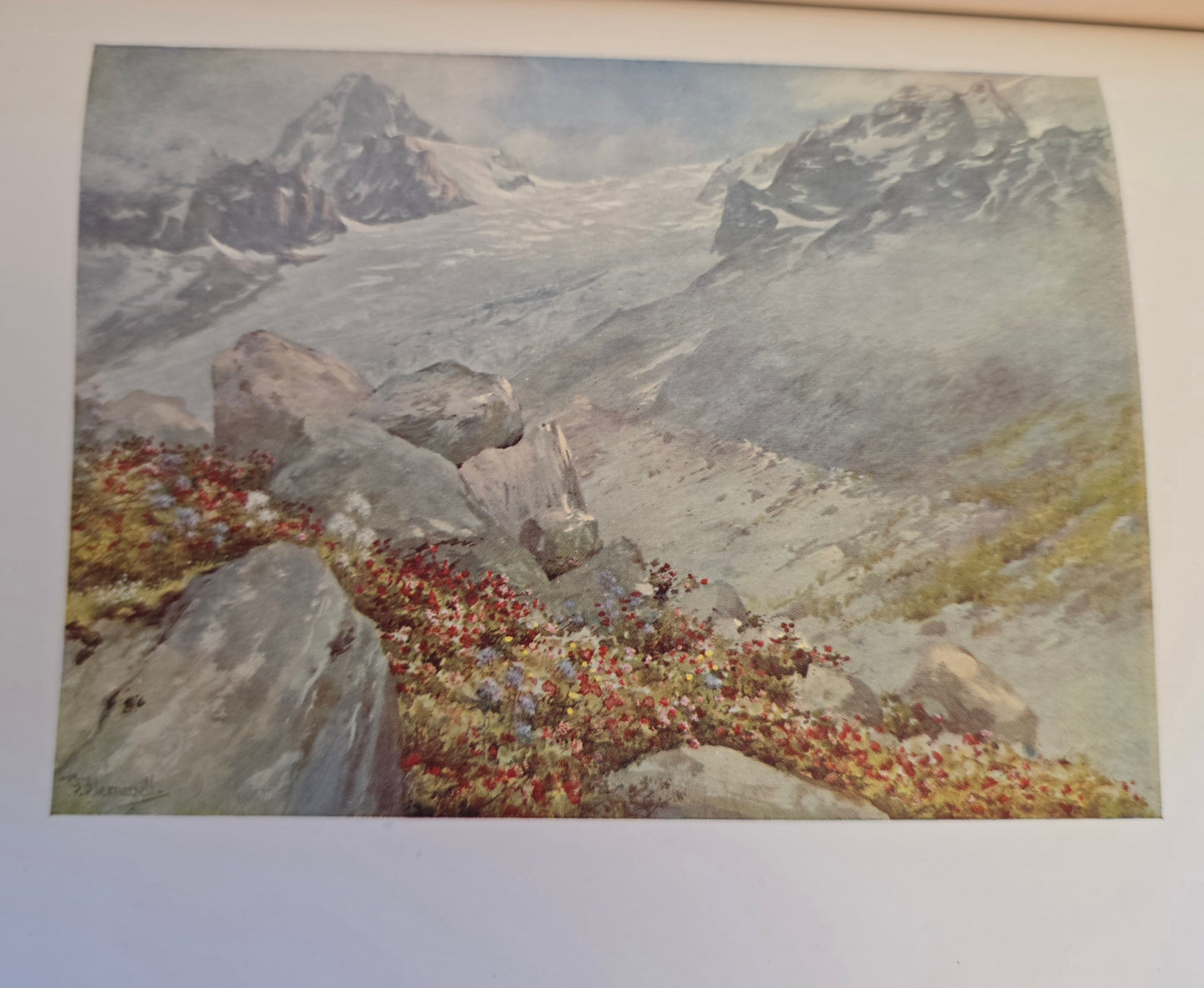 1910 Alpine Flowers and Gardens - Illustrated Antique Book