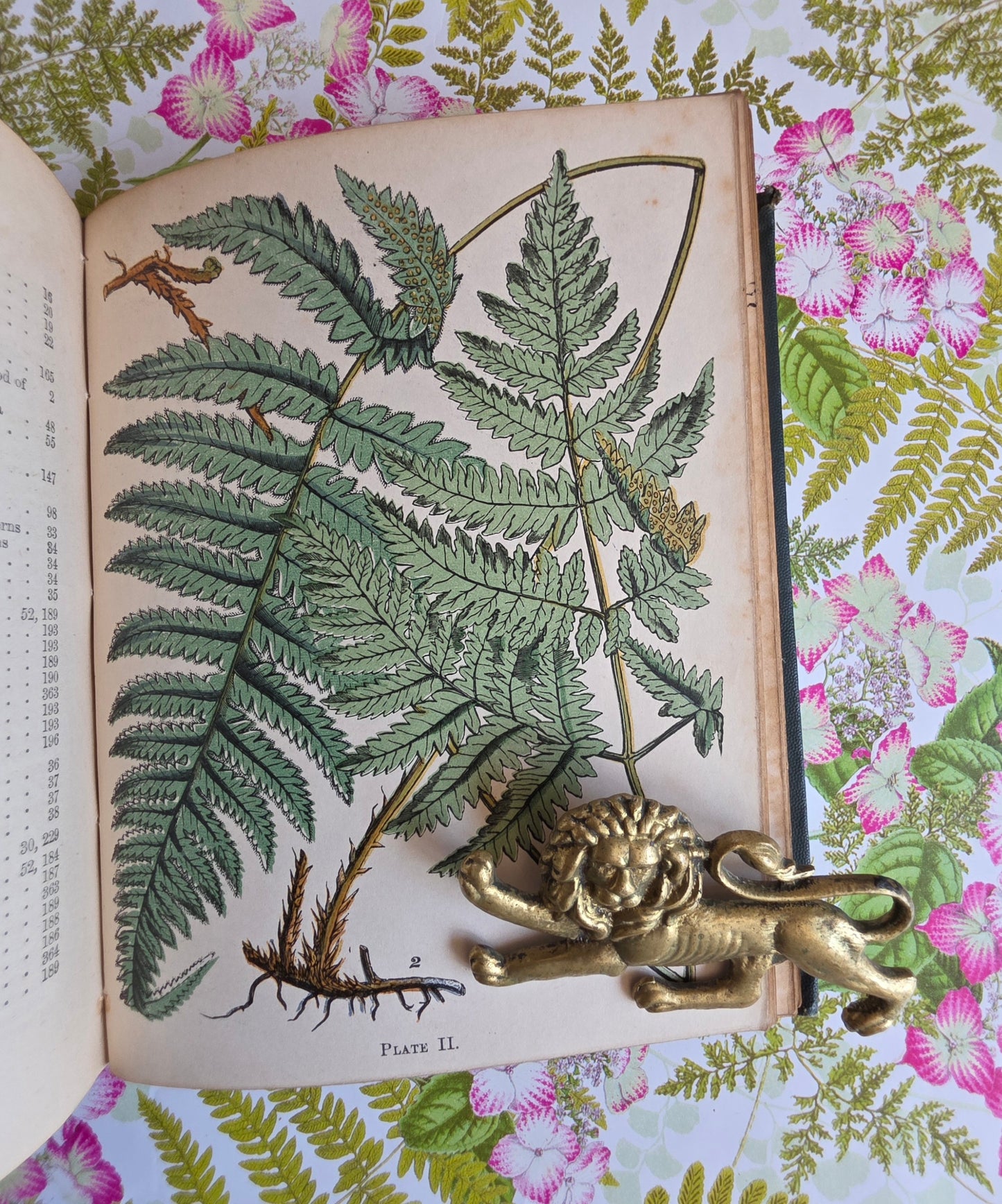 1859 A Popular History of British Ferns and the Allied Plants by Thomas Moore - Illustrated Antique Book