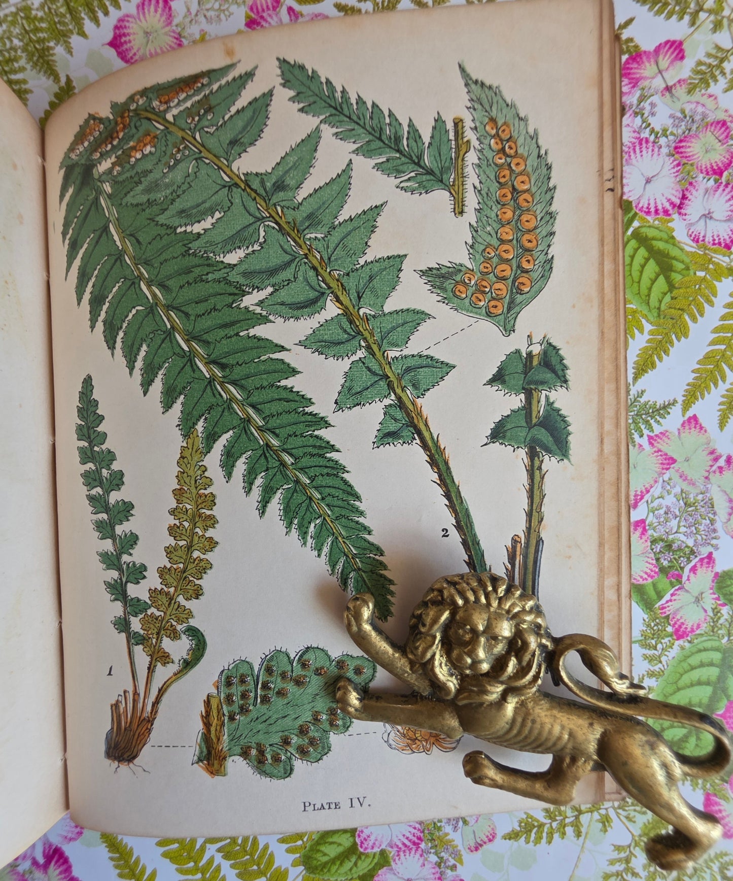 1859 A Popular History of British Ferns and the Allied Plants by Thomas Moore - Illustrated Antique Book