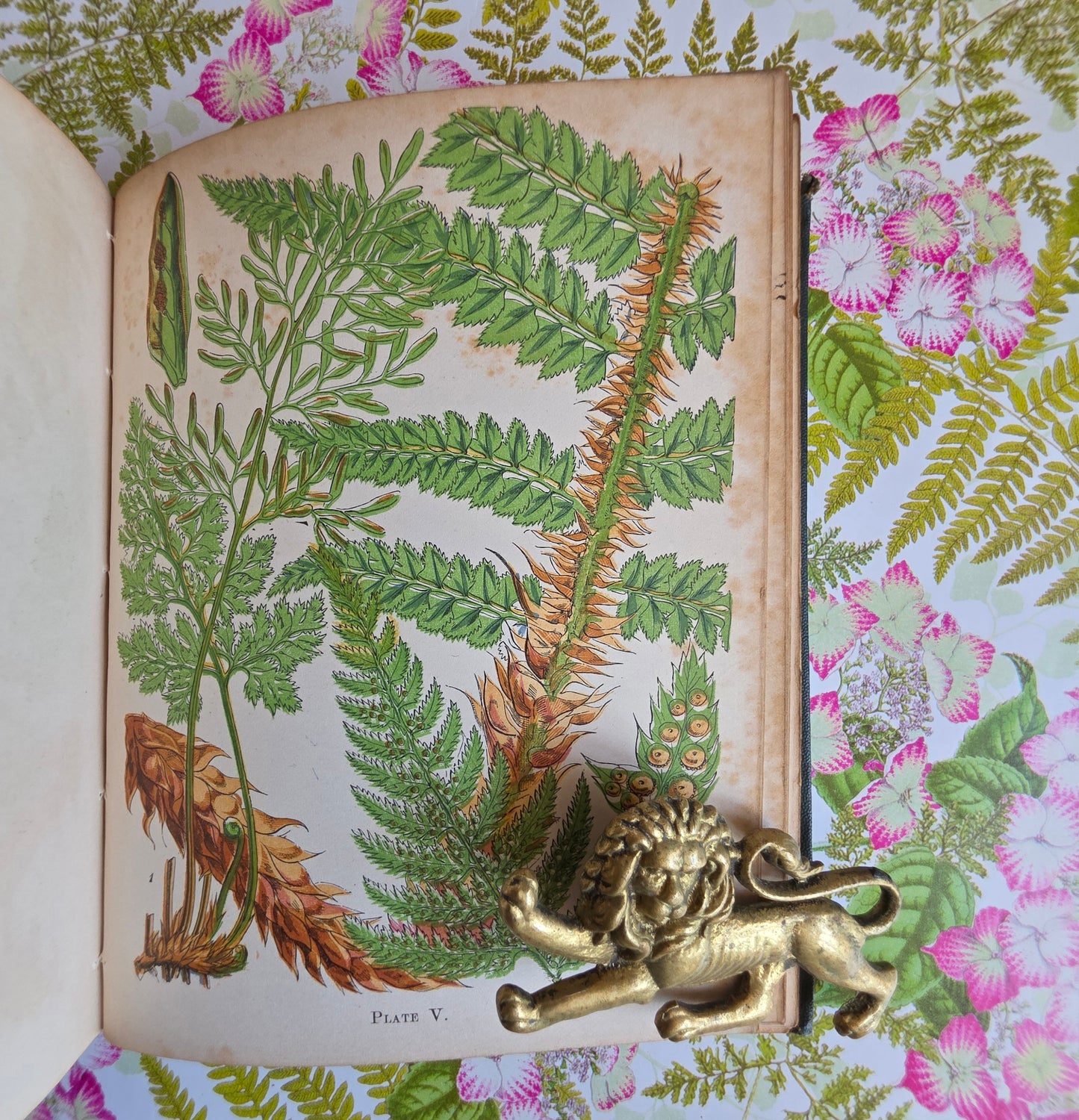 1859 A Popular History of British Ferns and the Allied Plants by Thomas Moore - Illustrated Antique Book