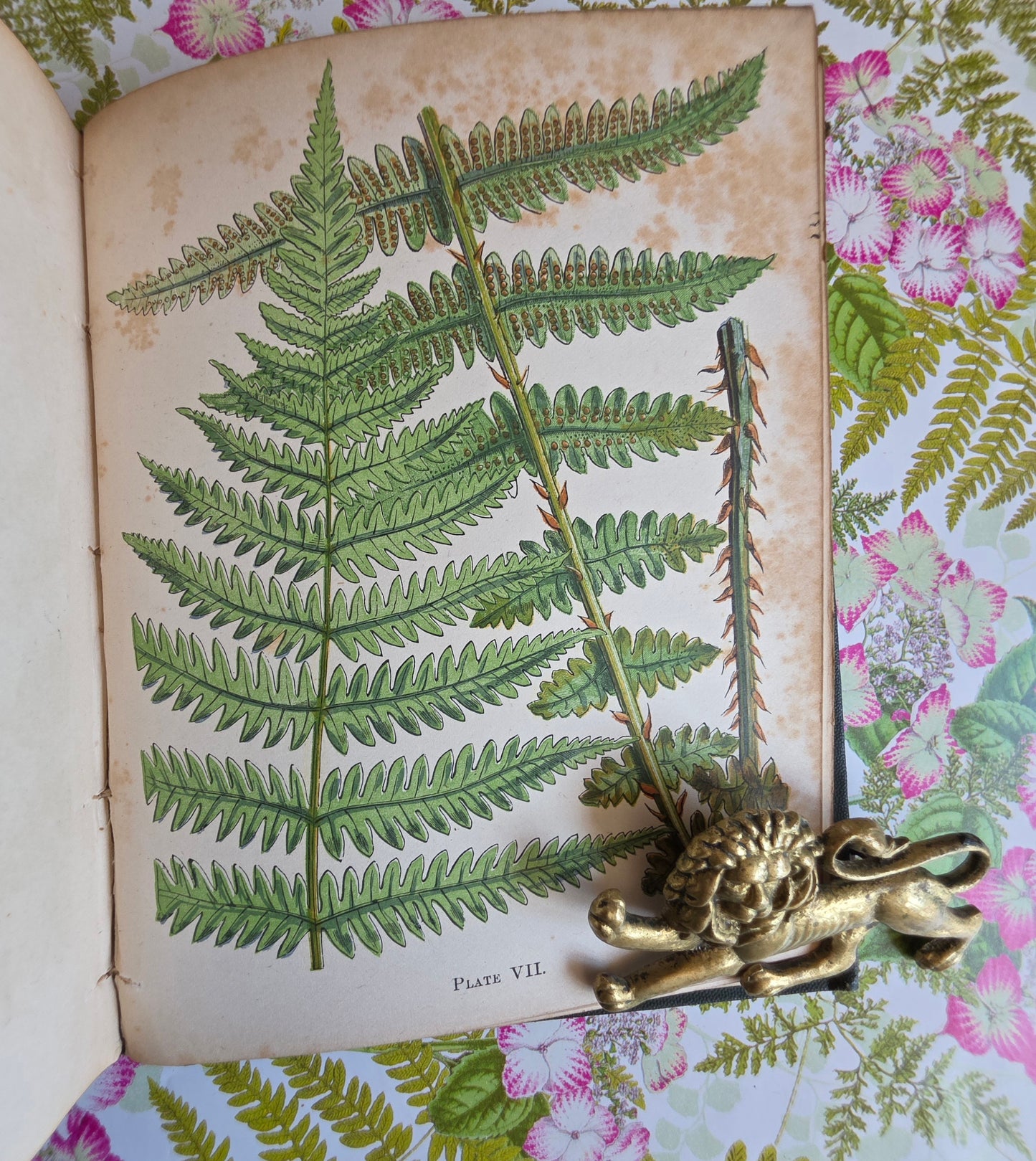 1859 A Popular History of British Ferns and the Allied Plants by Thomas Moore - Illustrated Antique Book