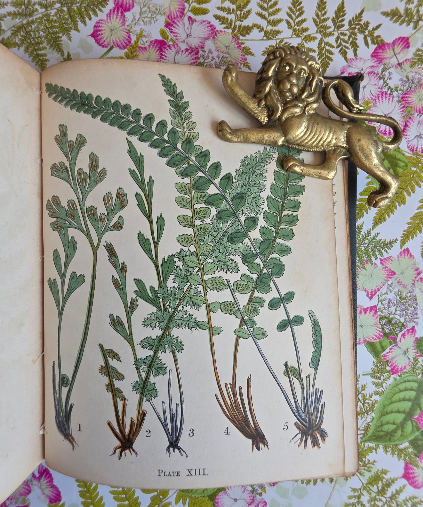 1859 A Popular History of British Ferns and the Allied Plants by Thomas Moore - Illustrated Antique Book