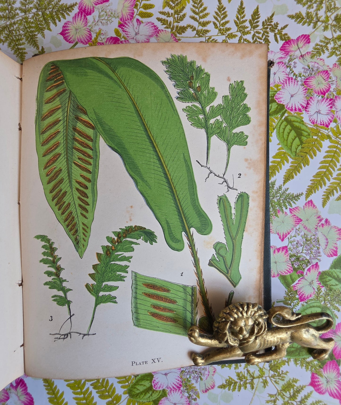 1859 A Popular History of British Ferns and the Allied Plants by Thomas Moore - Illustrated Antique Book