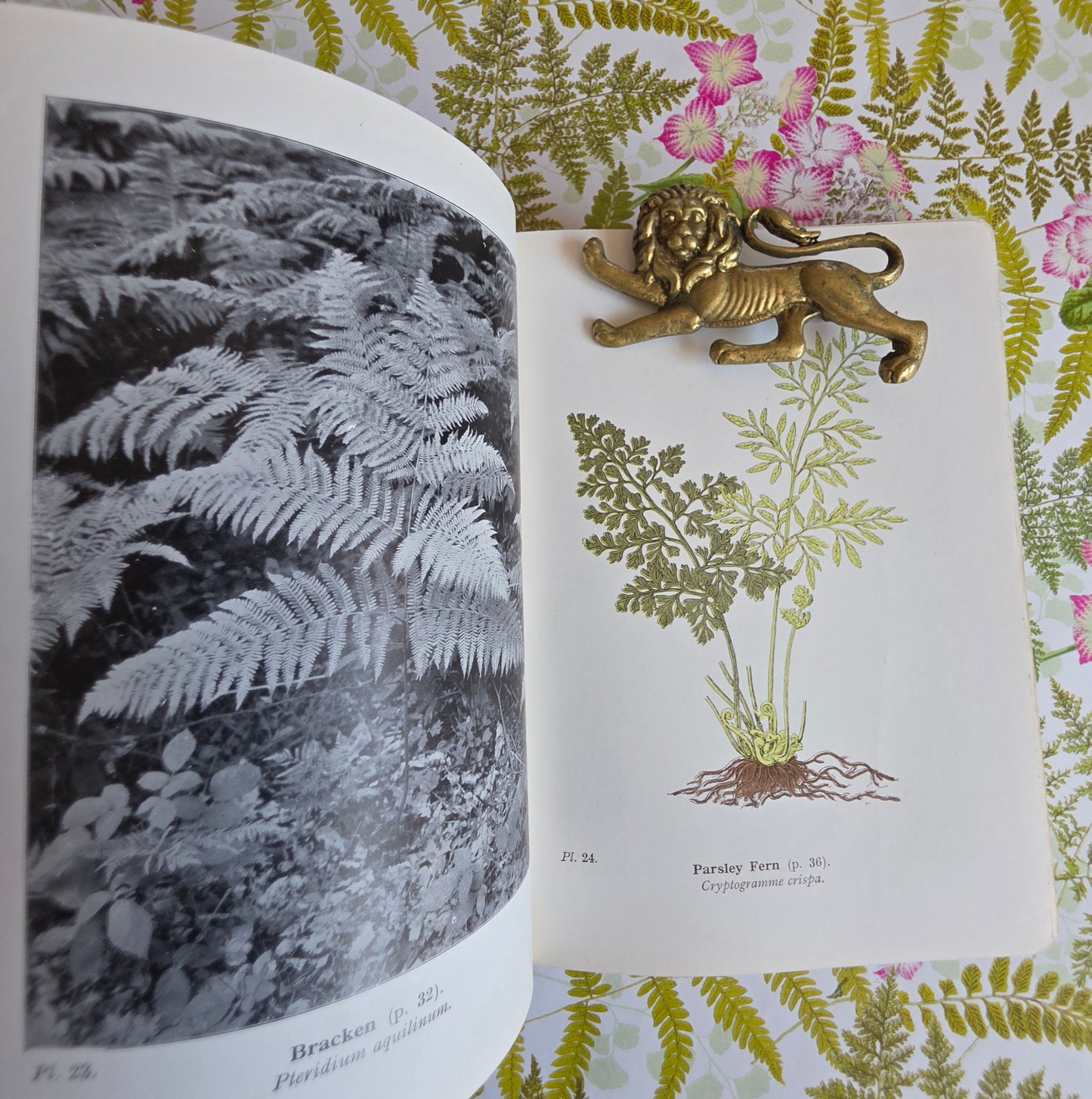 1947 Wayside and Woodland Ferns A Guide To British Ferns Horsetails & Club-Mosses by Edward Step / 1947 Frederick Warne / Richly Illustrated