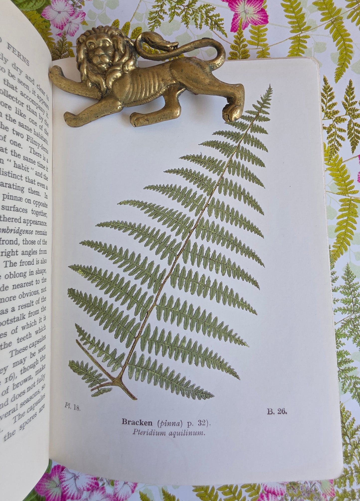 1947 Wayside and Woodland Ferns A Guide To British Ferns Horsetails & Club-Mosses by Edward Step / 1947 Frederick Warne / Richly Illustrated
