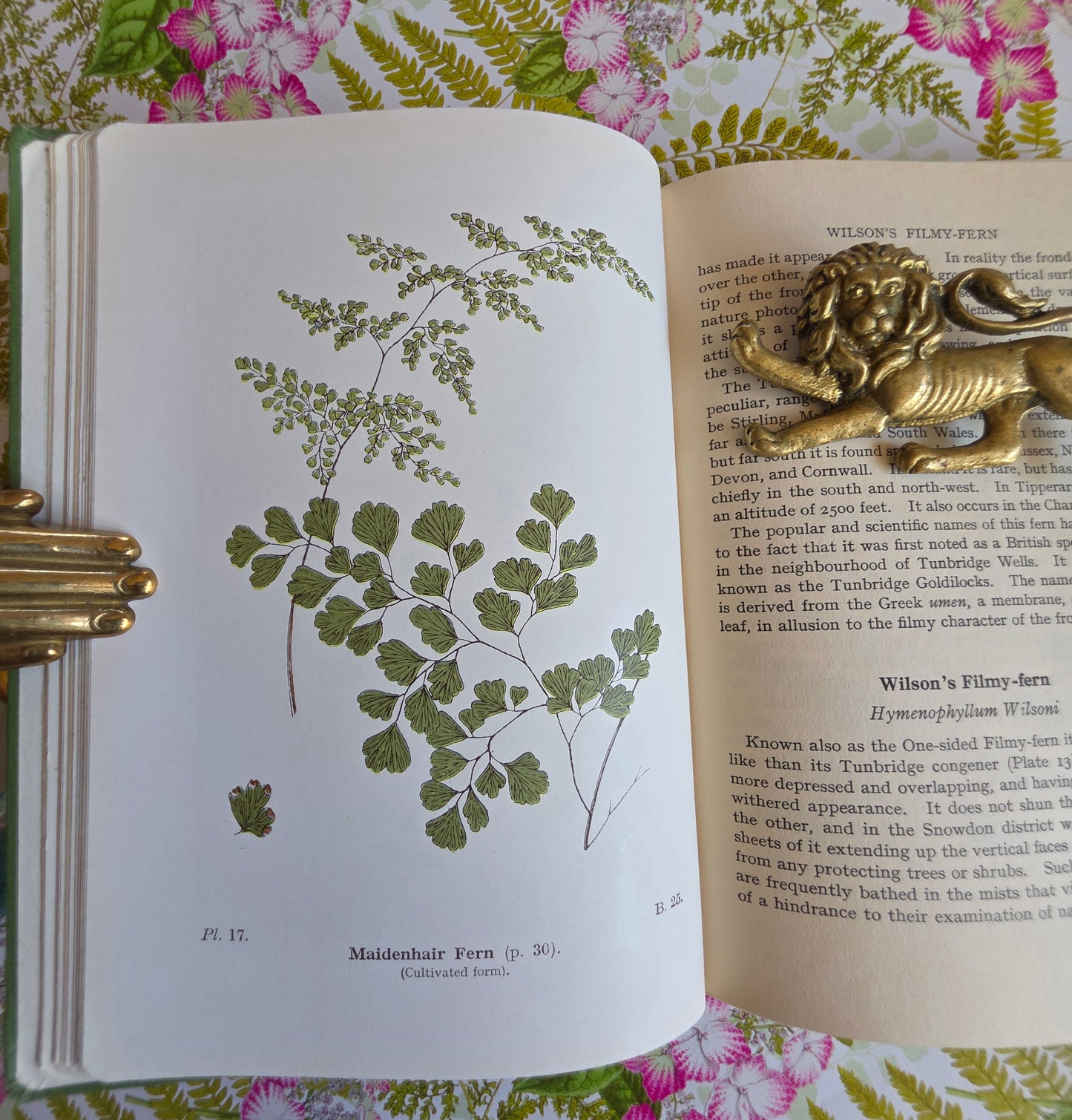 1947 Wayside and Woodland Ferns A Guide To British Ferns Horsetails & Club-Mosses by Edward Step / 1947 Frederick Warne / Richly Illustrated