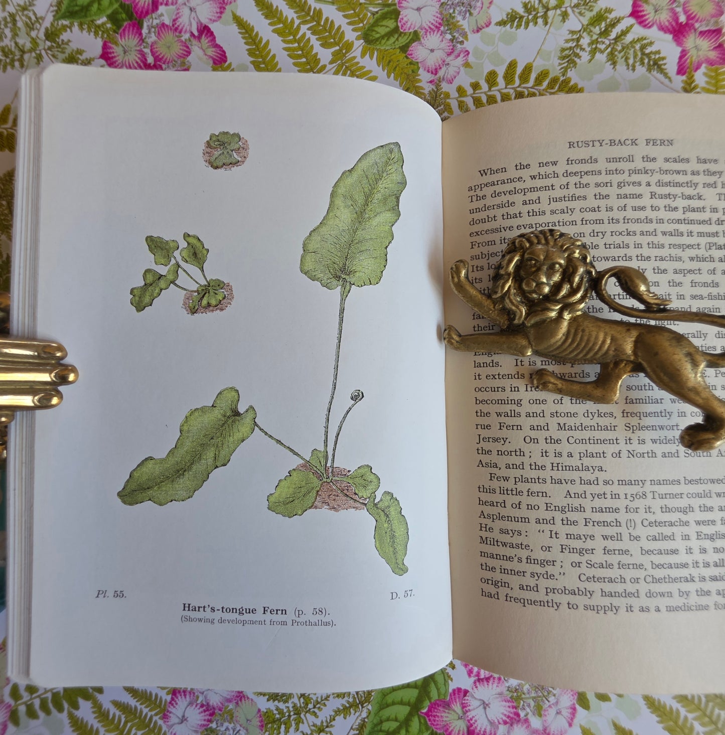 1947 Wayside and Woodland Ferns A Guide To British Ferns Horsetails & Club-Mosses by Edward Step / 1947 Frederick Warne / Richly Illustrated